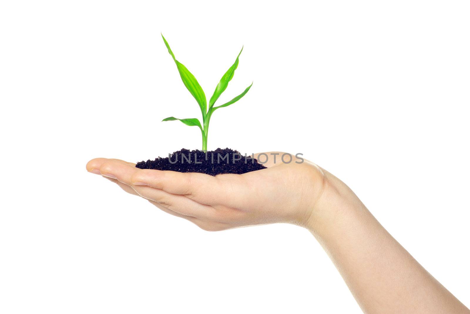  plant in hands isolated on white