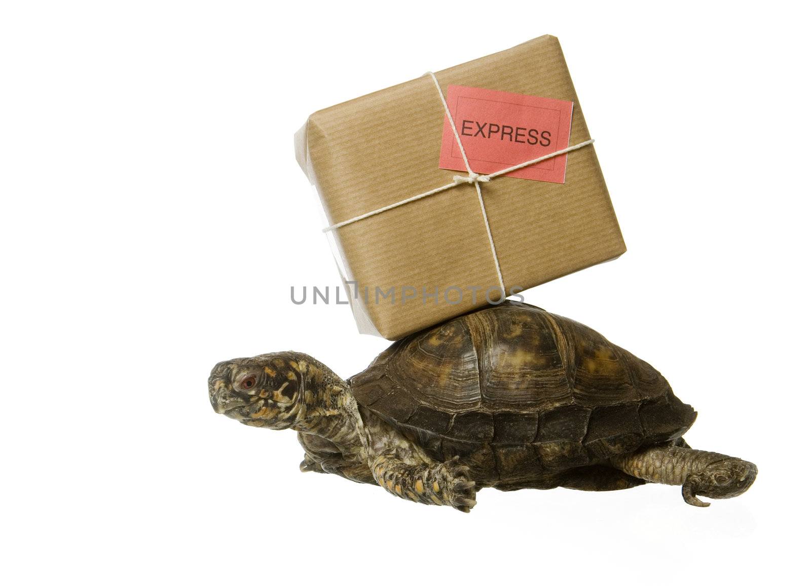 Delivery Turtle by gemenacom