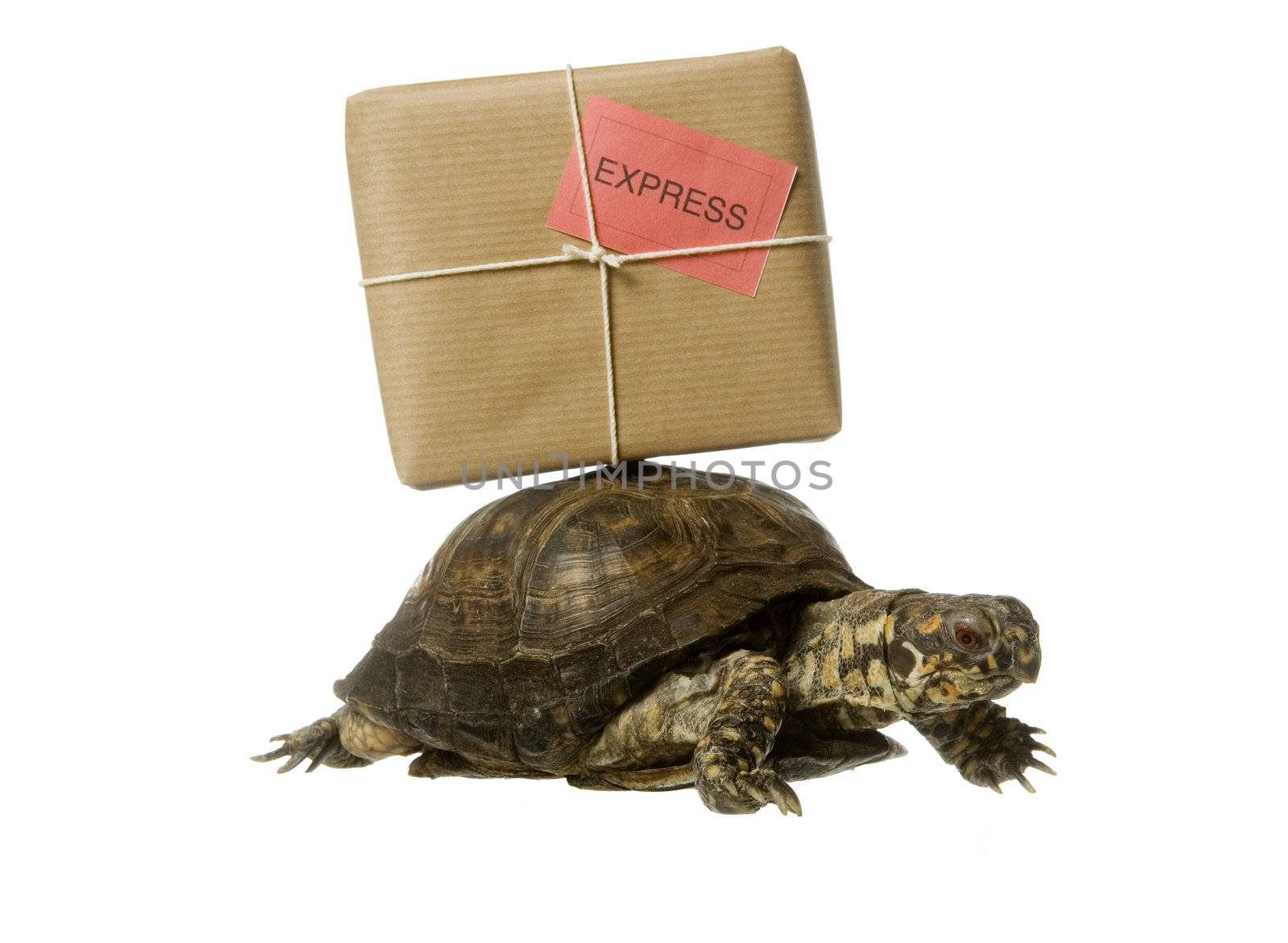 Turtle with a package isolated on white background