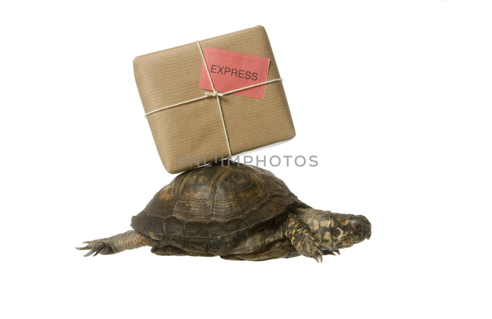 Turtle with a package isolated on white background