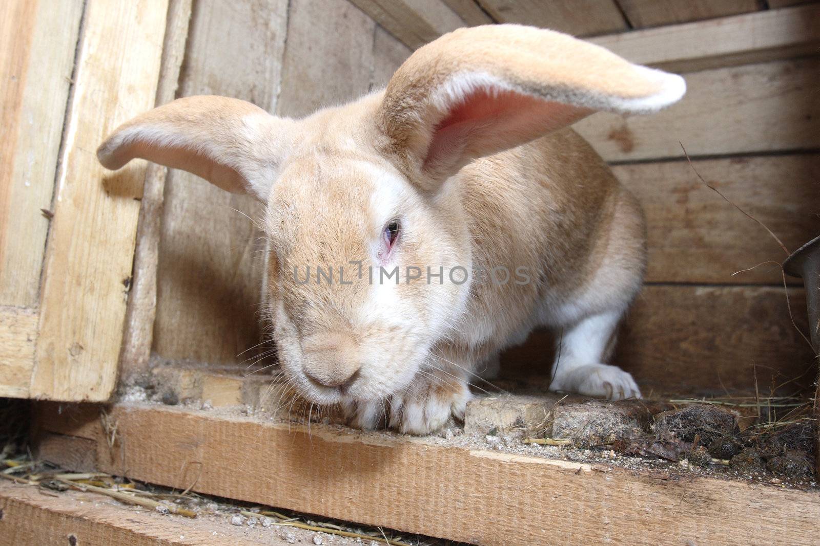 rabbit in a wooden cell
