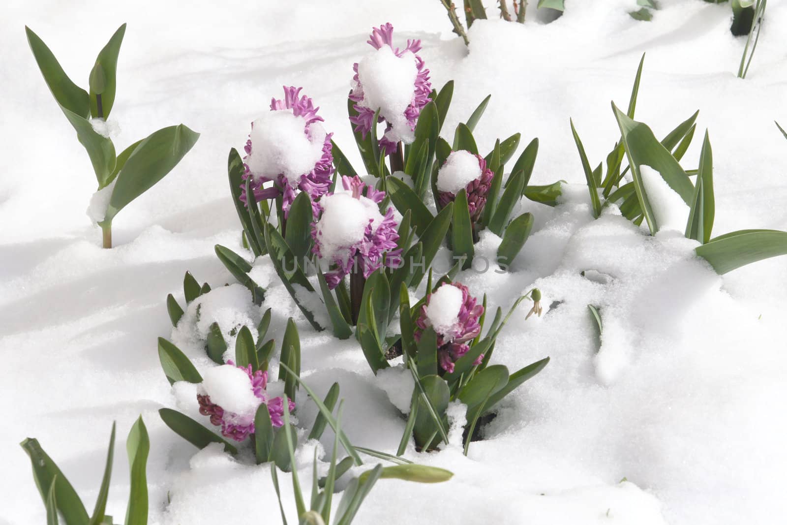 hyacinth (Hyacinthus) under the snow