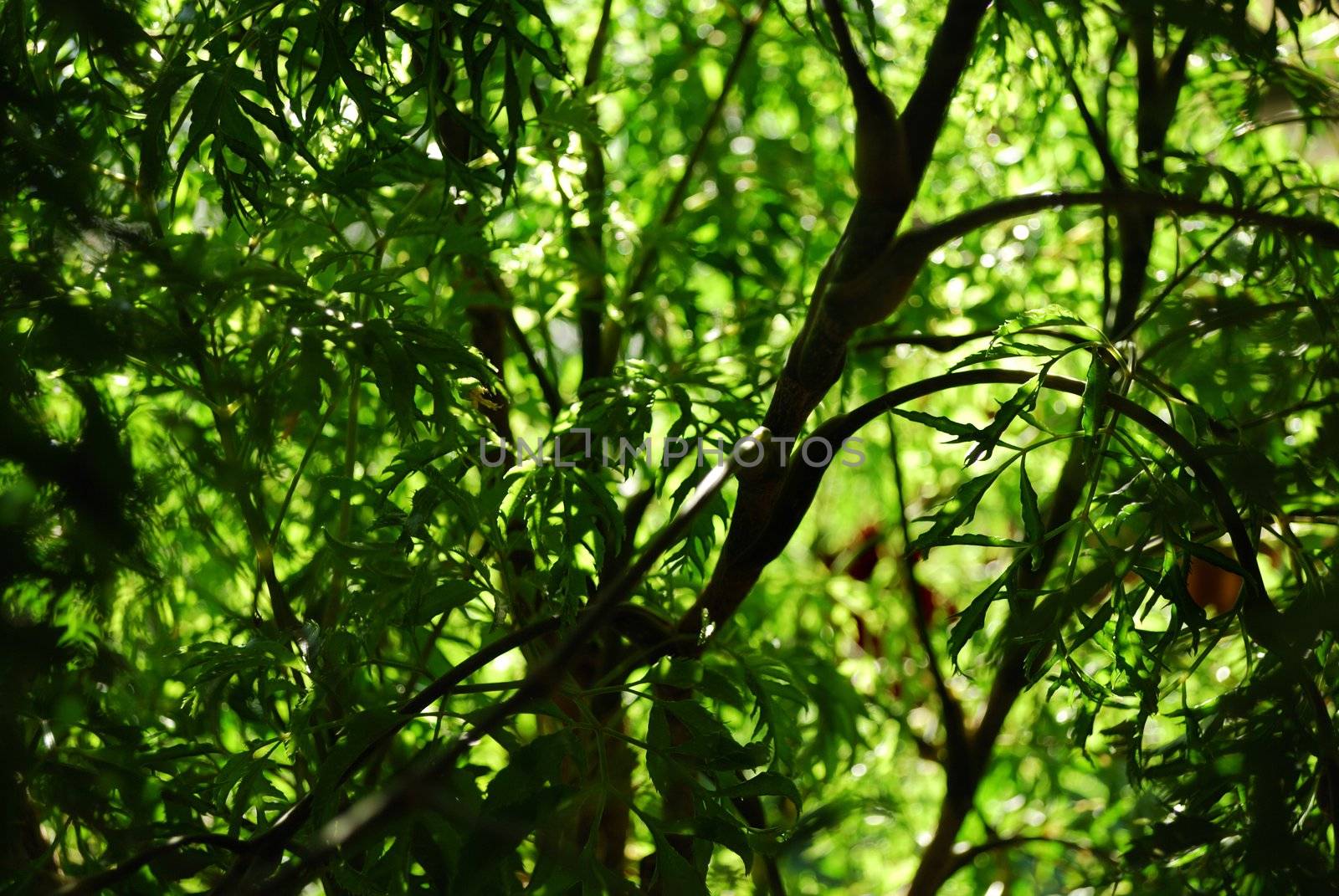 Green vegetative background without focus objects on black