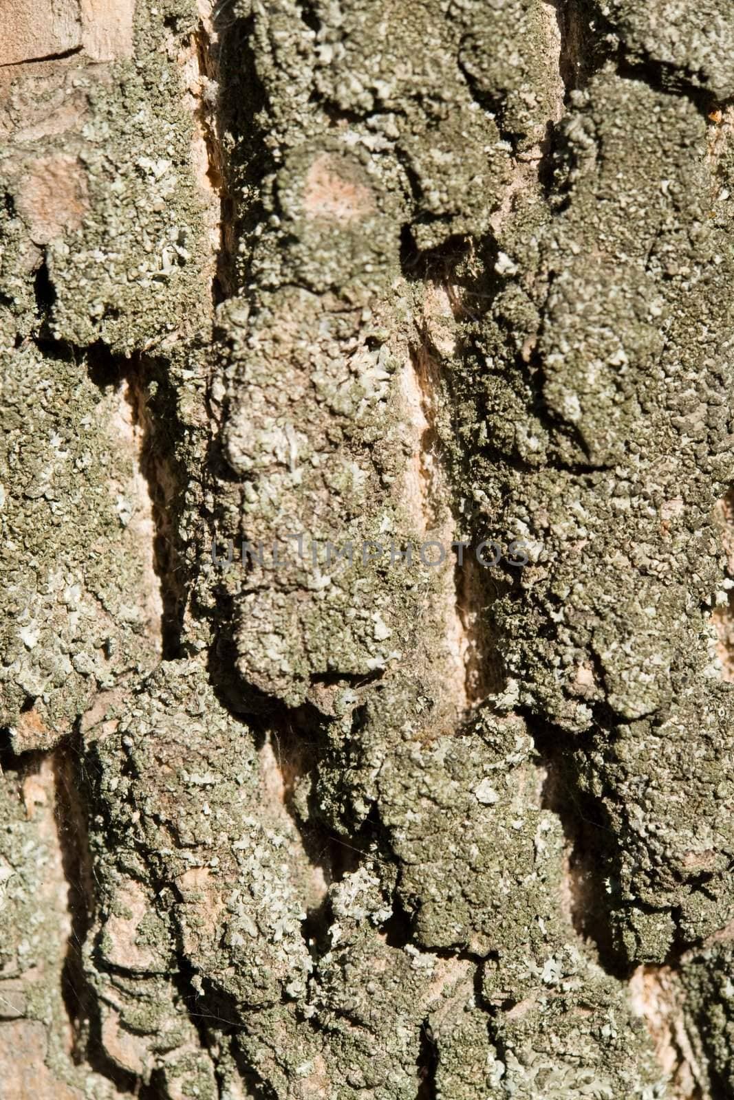 Texture. bark of an old tree. close-up