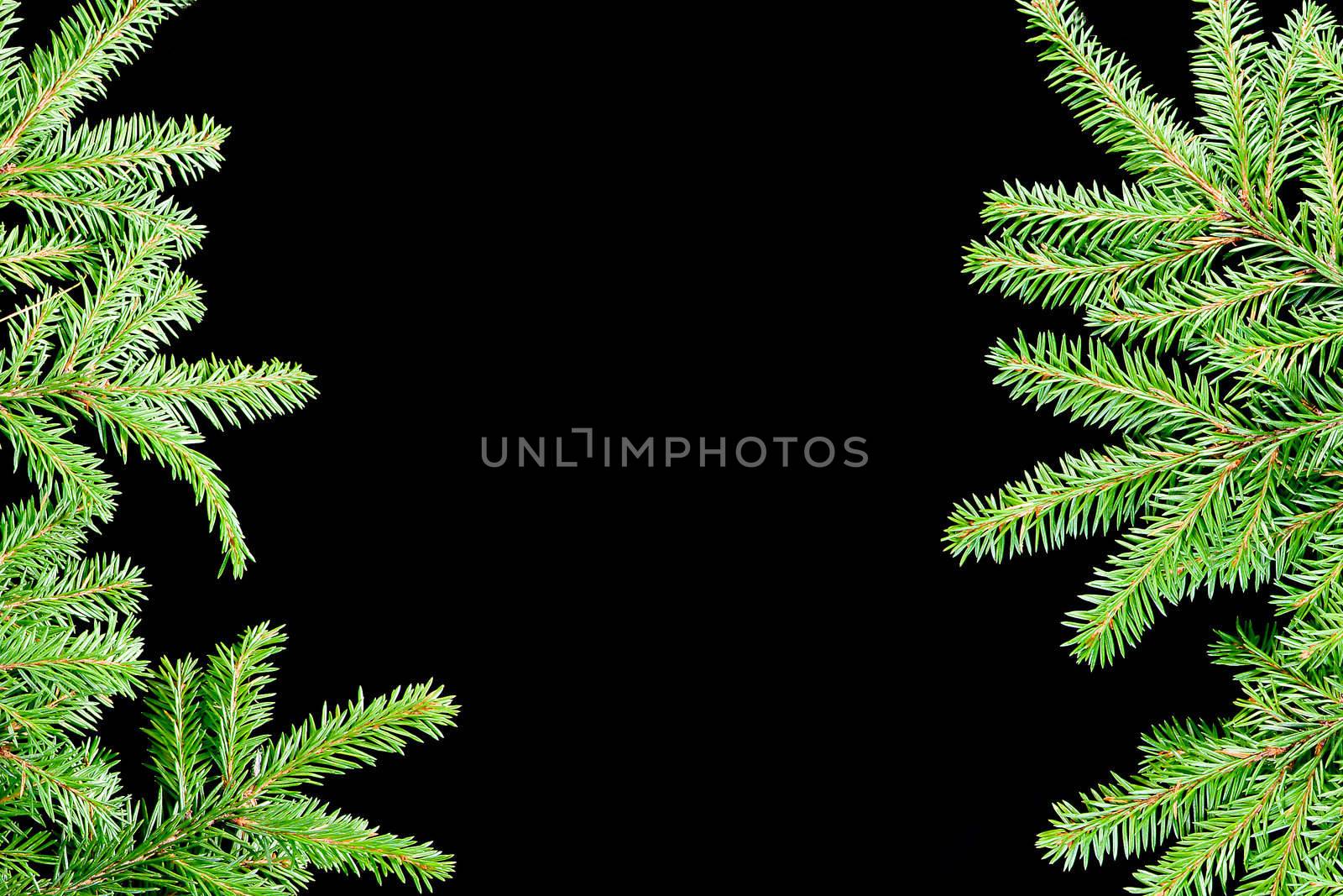 Border from branches.green fir branches with space for your text  on dark background 