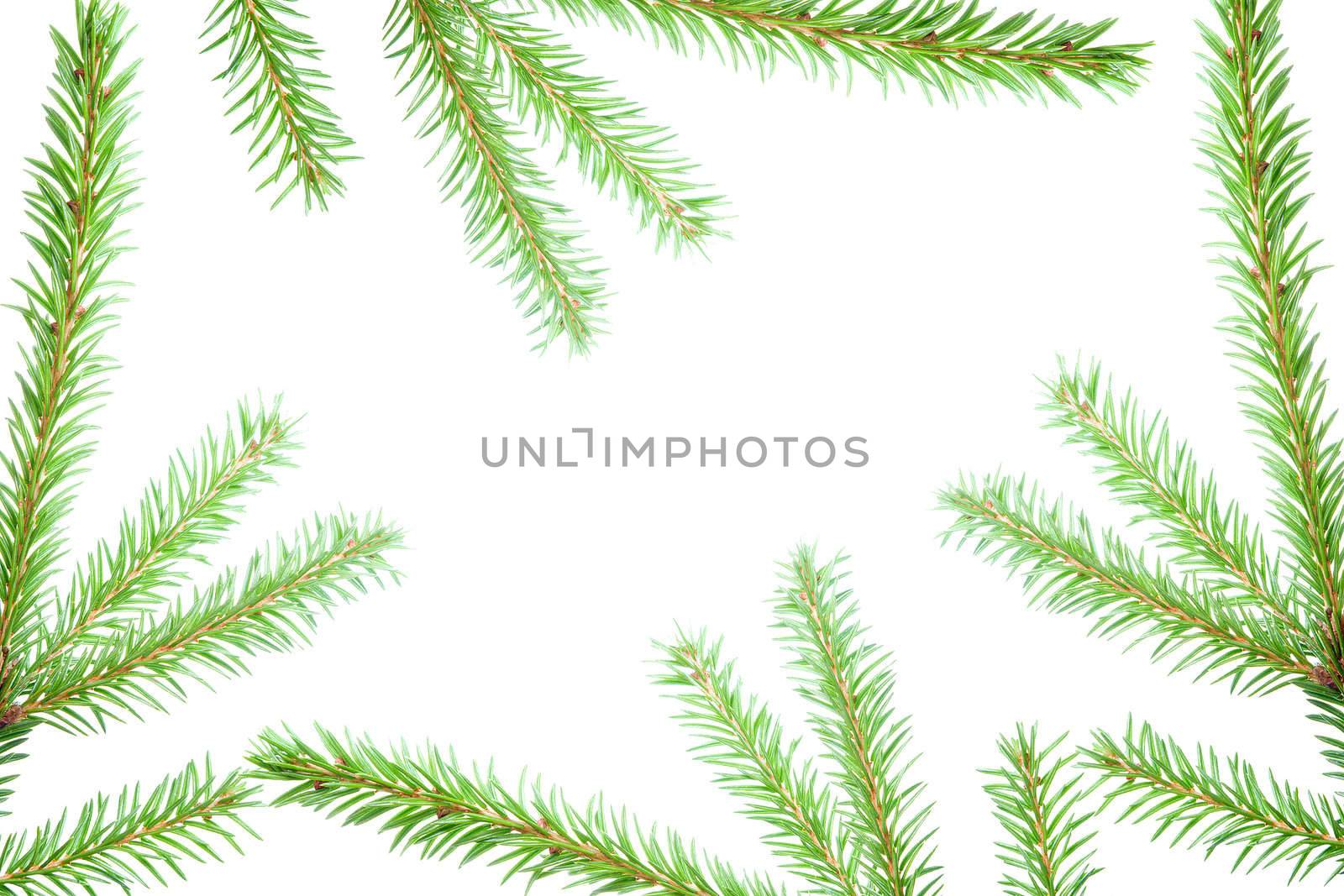 fir tree branches, christmas decoration.white background