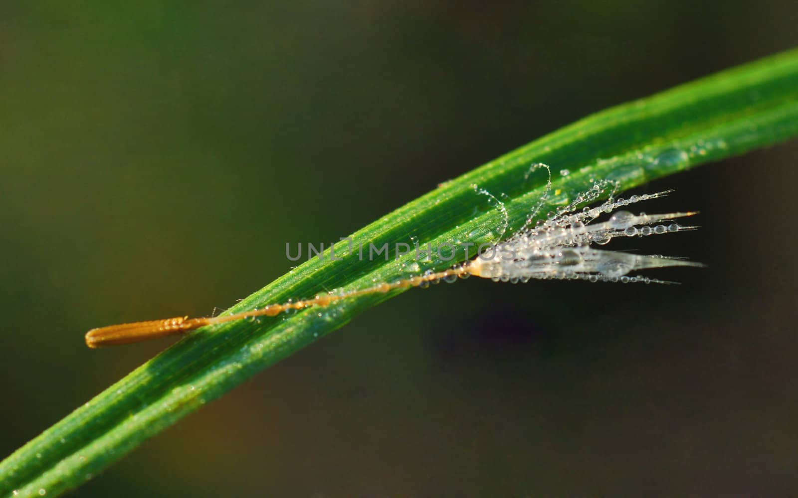 The petal of a dandelion is covered by dew by 800