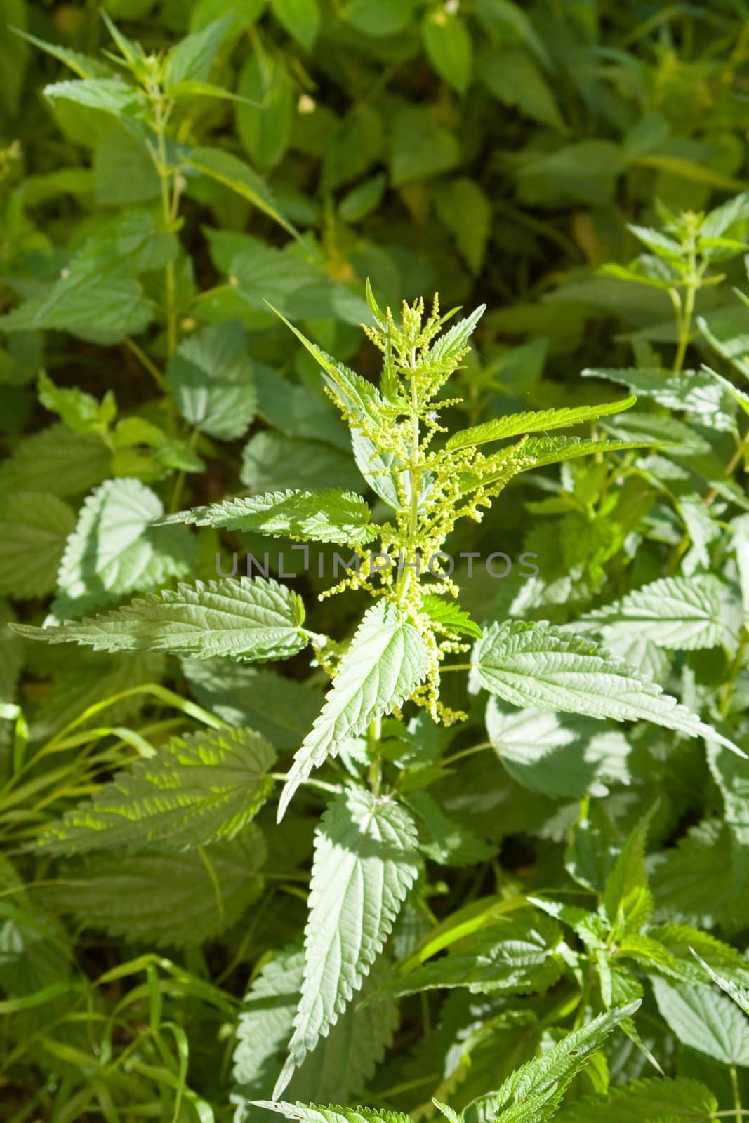stinging nettle leaves close-up in a bright sunlight.