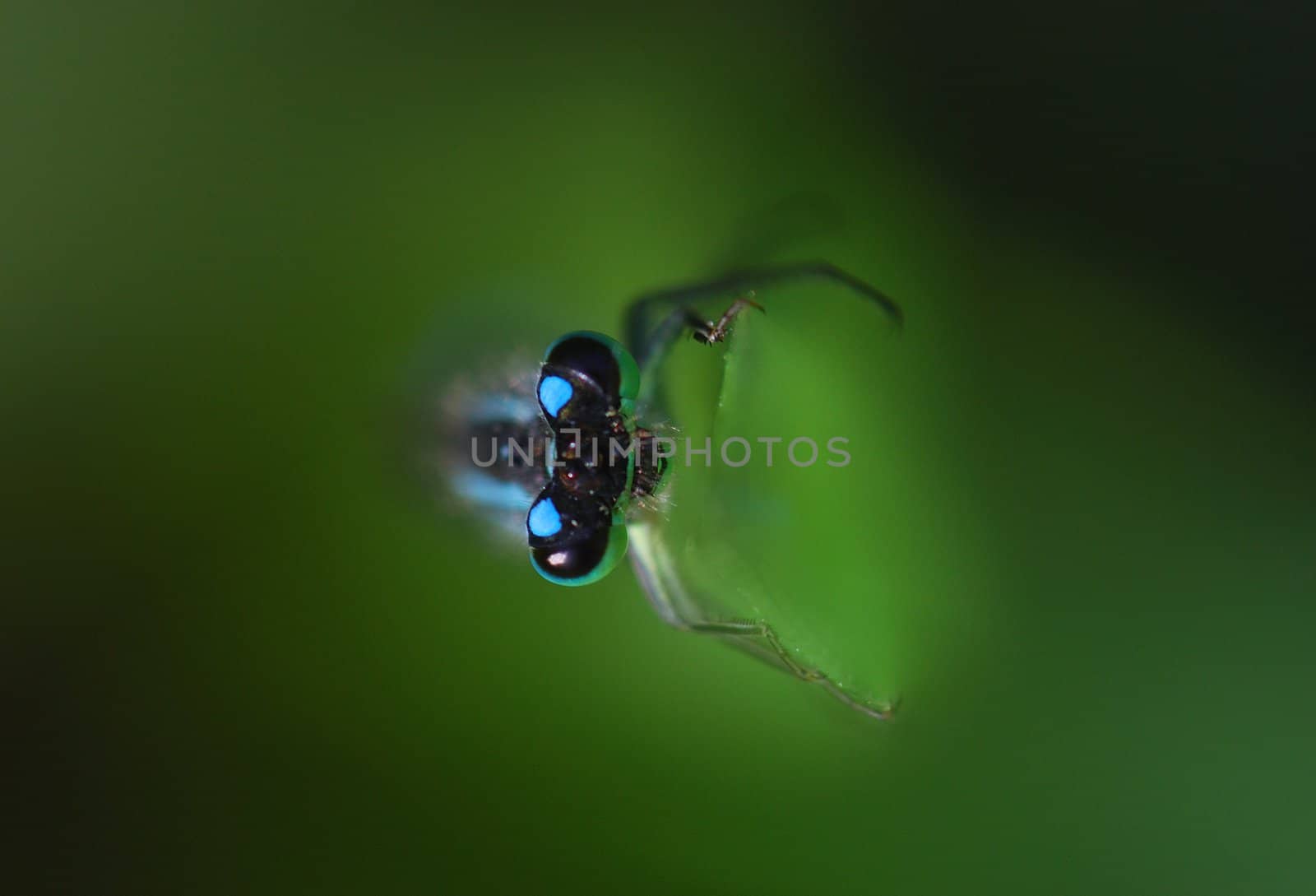 The dragonfly keeps for a grass