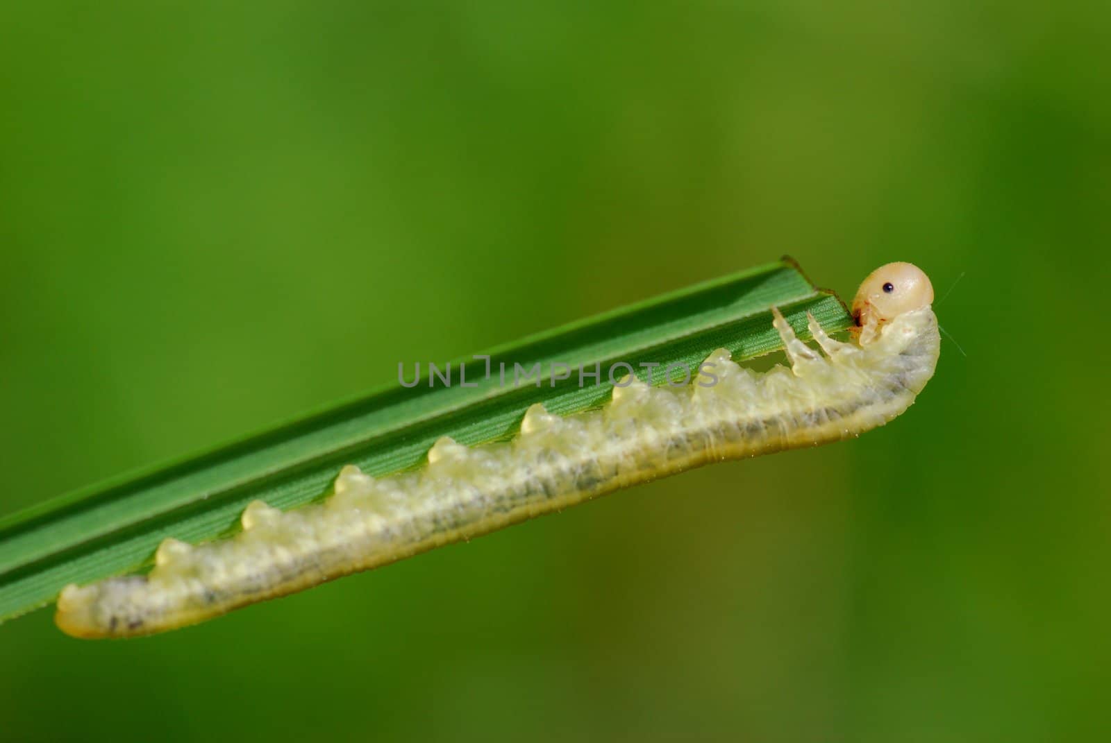 Spring, morning. The caterpillar eats a grass, she very hungry.