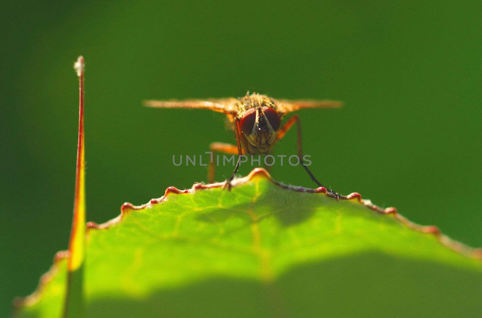 The fly sits on a leaf and to prepare for flight. Summer morning.