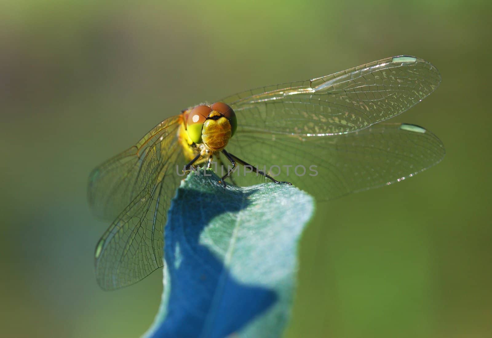 This dragonfly has bewitching sight, she hypnotizes people!