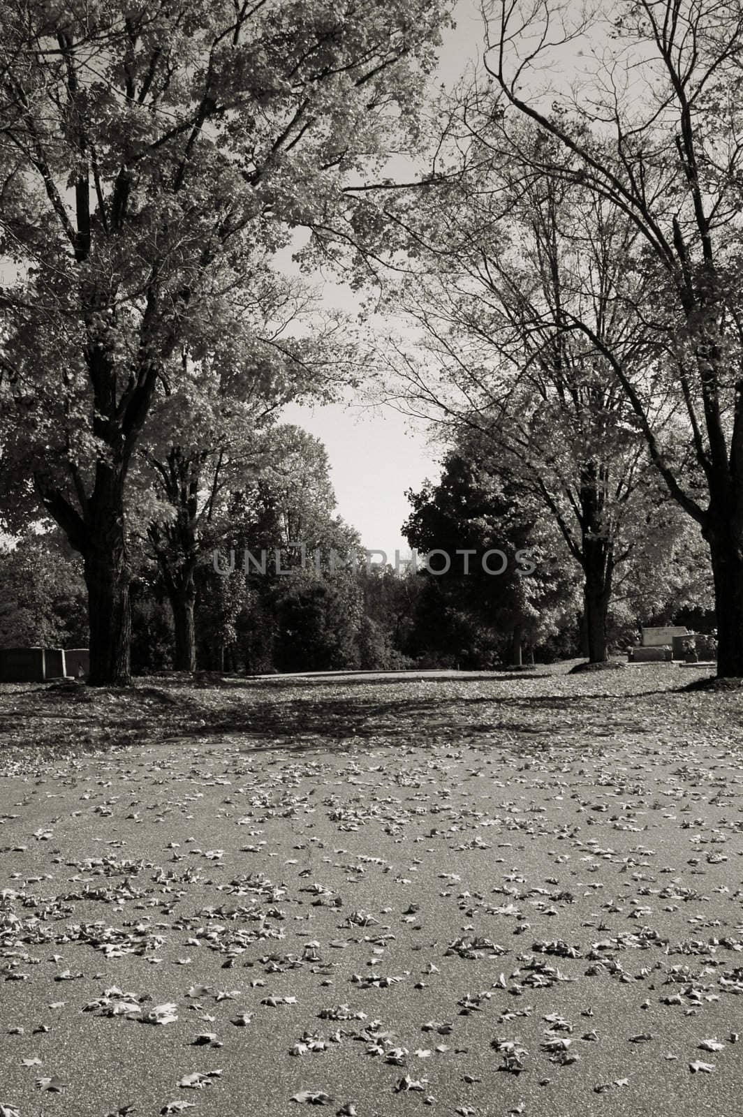 Fall road shown in black and white