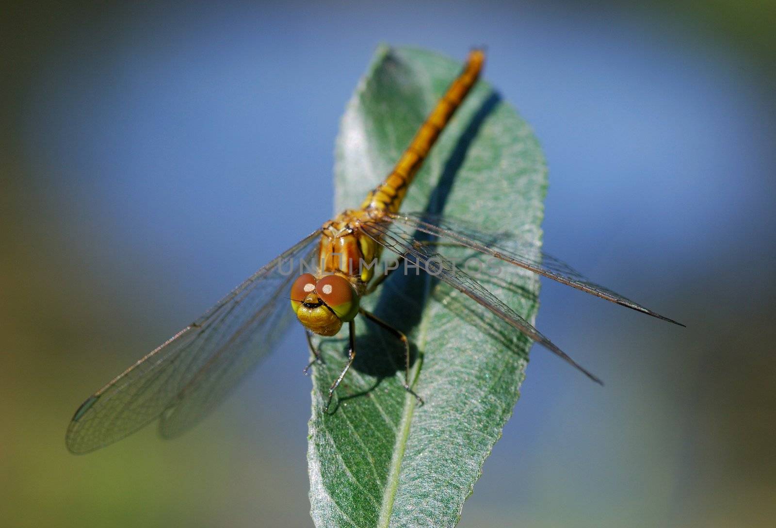 Dragonfly on a background of dark blue lake by 800