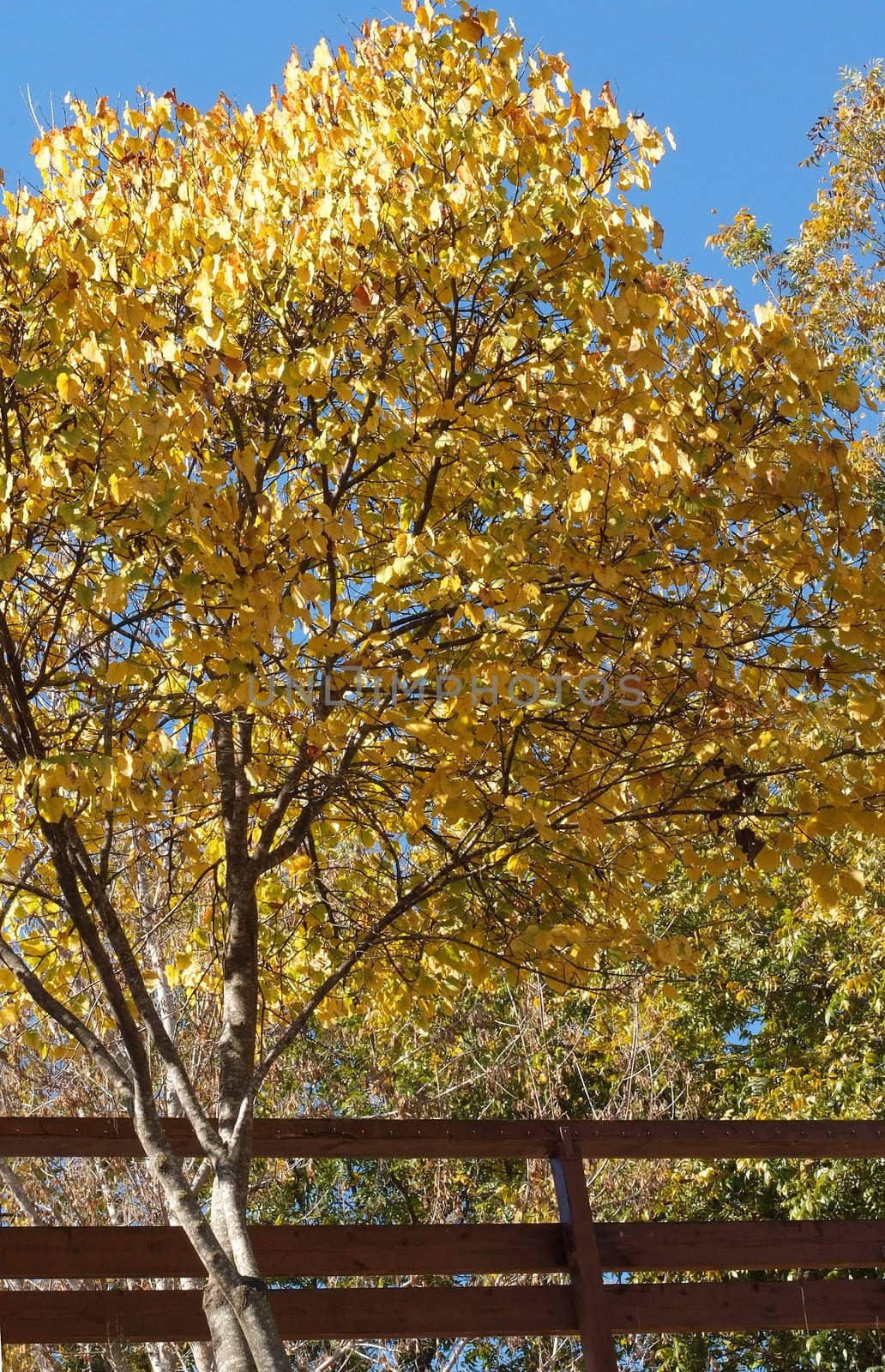 beautiful park outdoor view