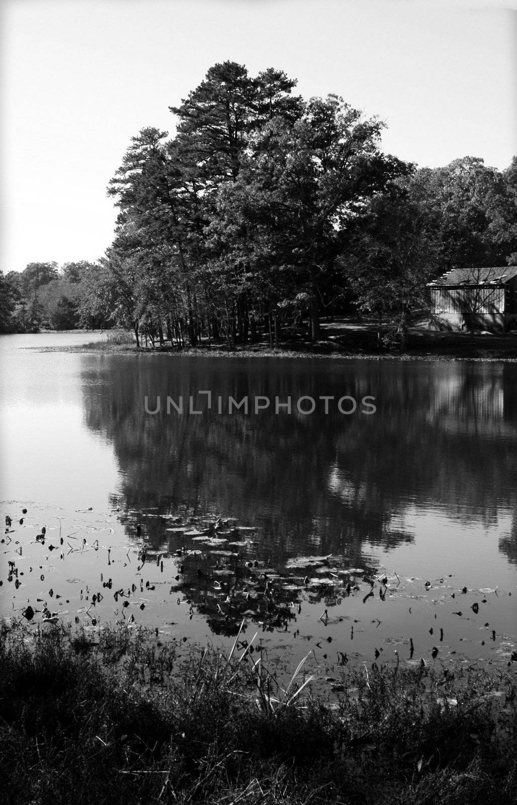 A pond in black and white during the fall
