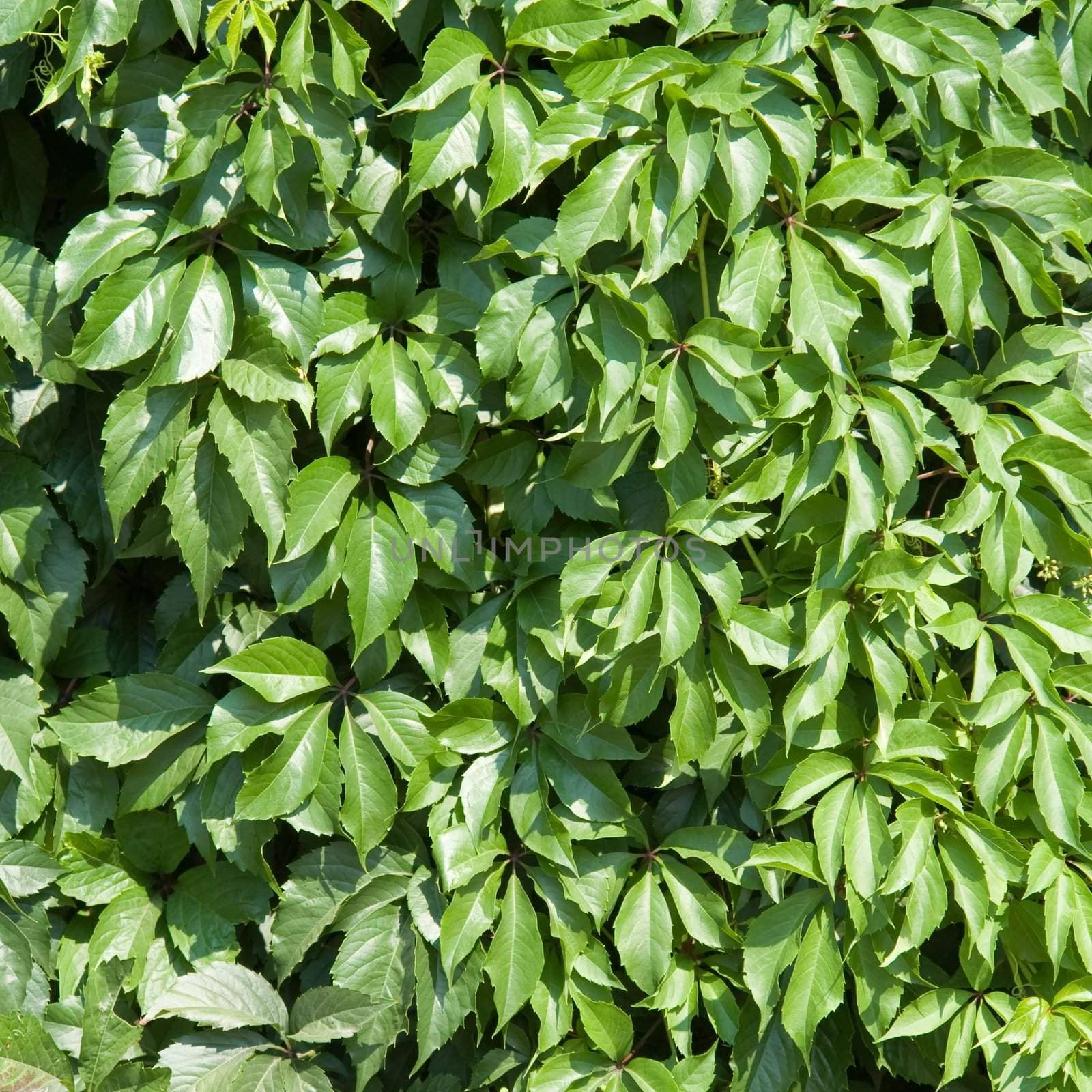 Green leaves background
