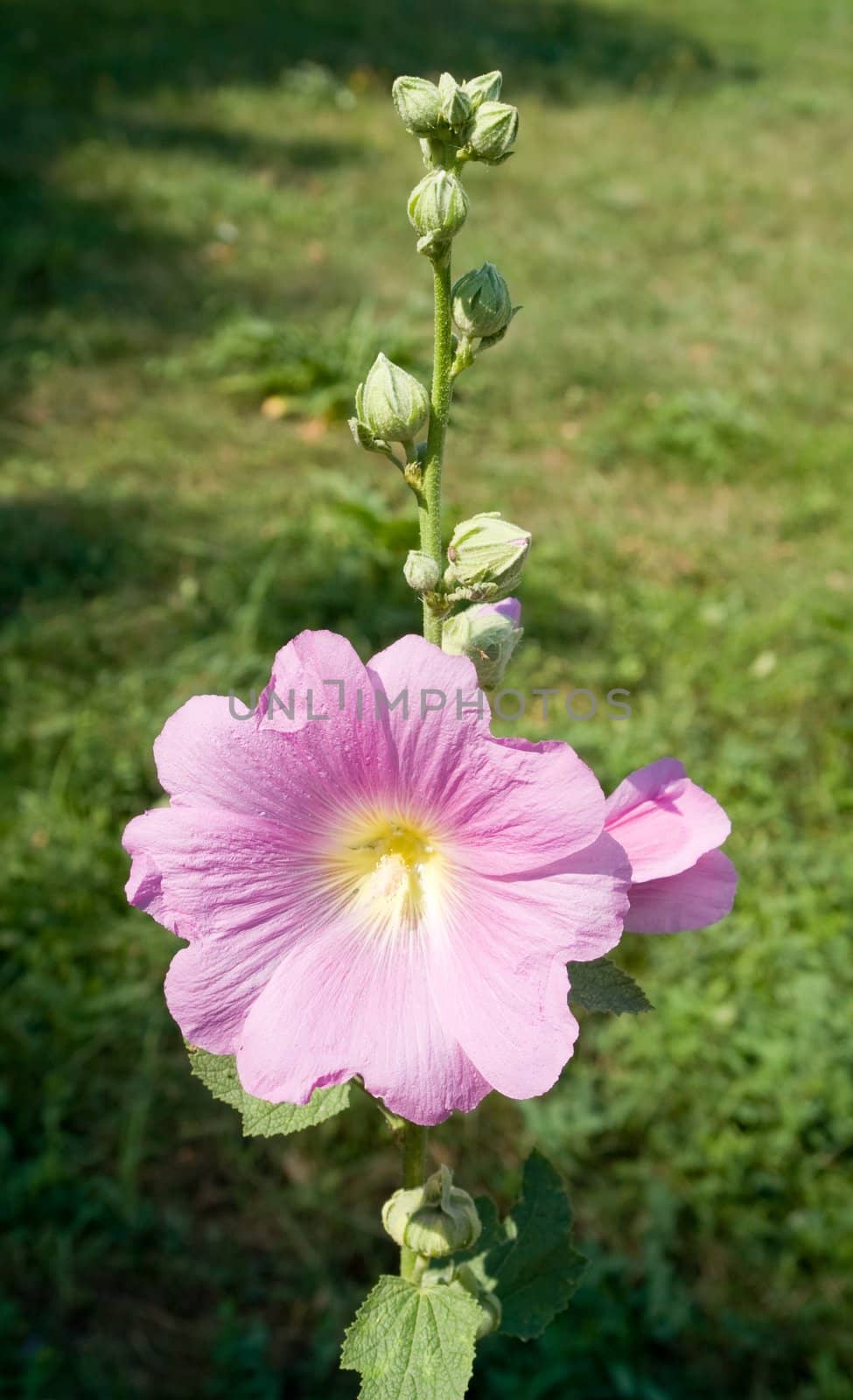 Bright pink flower on a green background