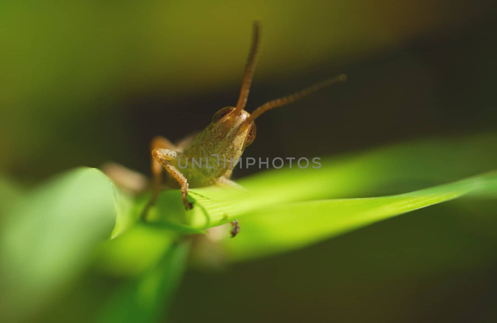 The grasshopper is hidden in a grass, morning, the bright sun, summer