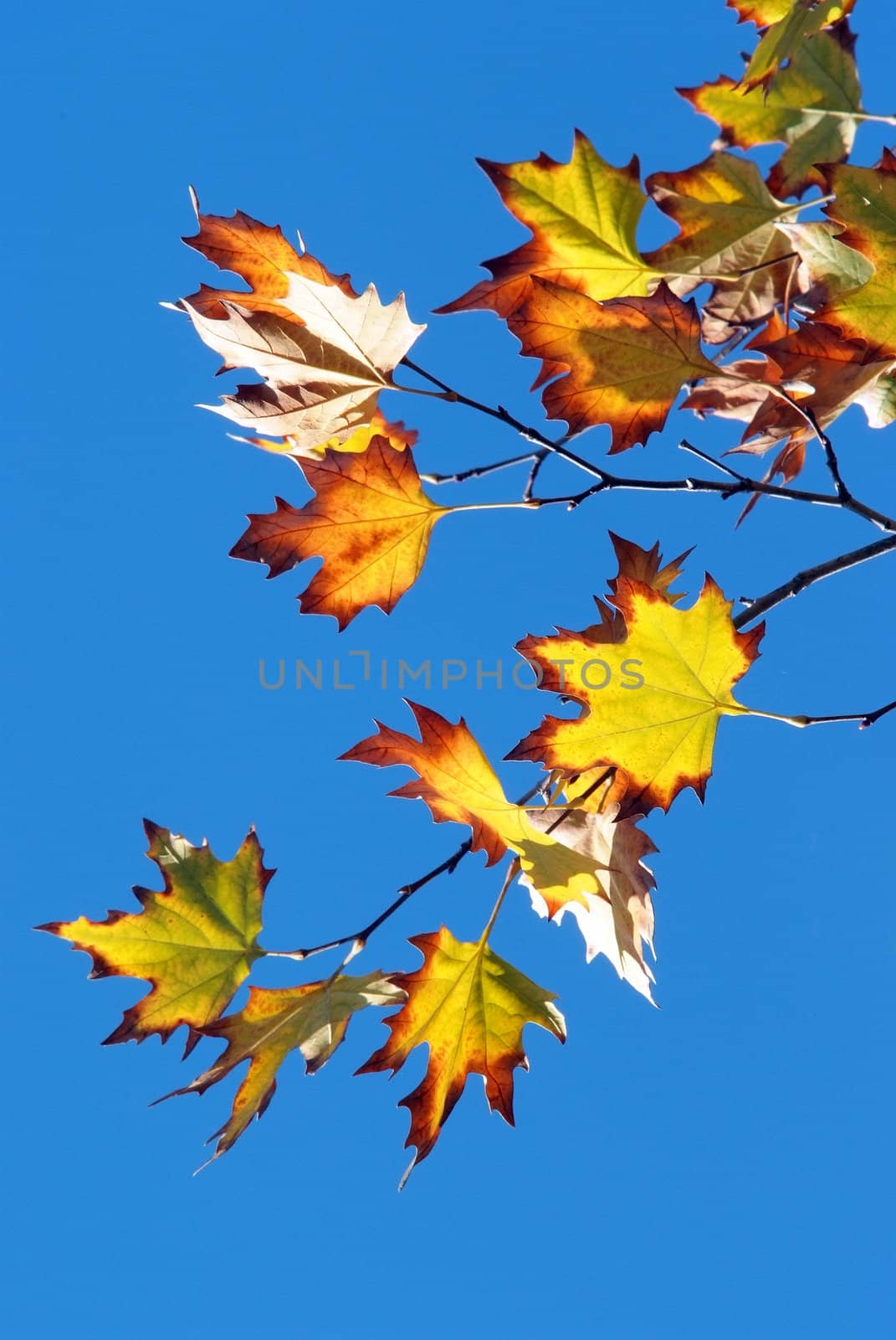 beautiful autumn foliage