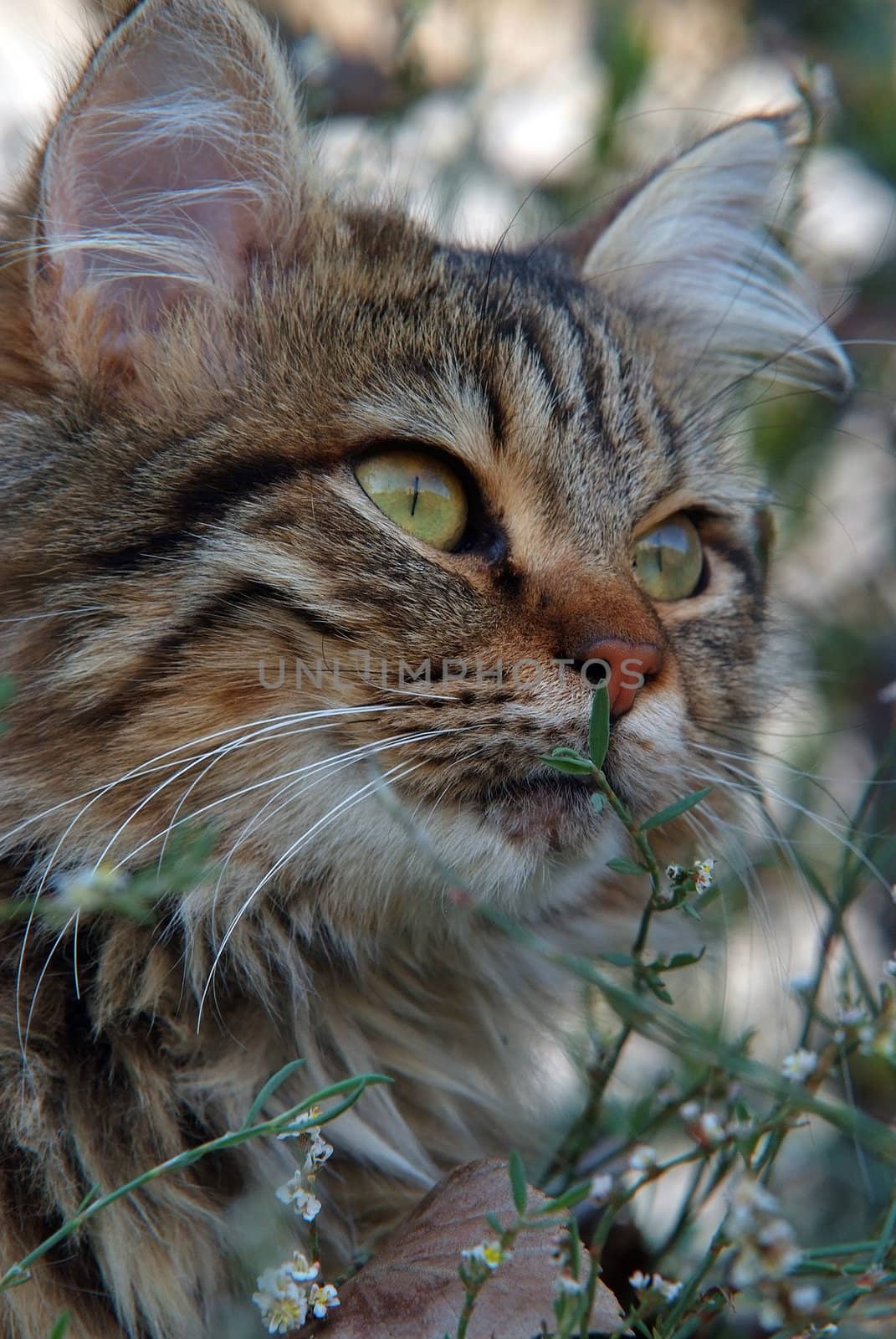 lovely street cat