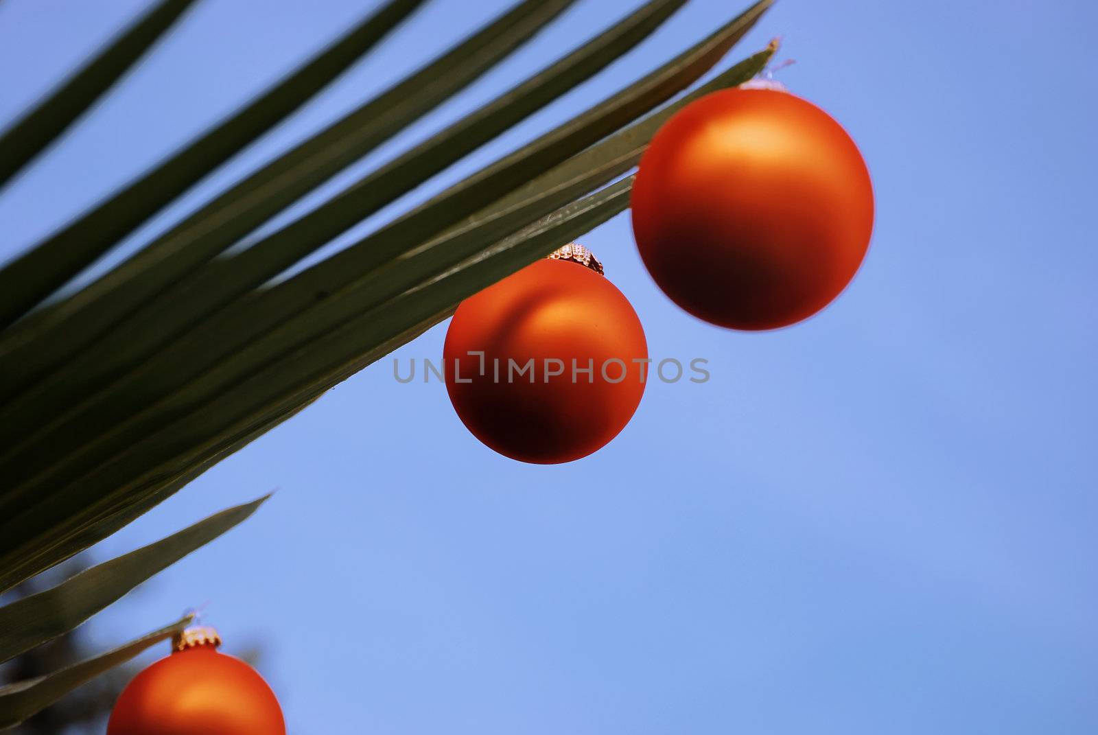 Palm leaf decorated for orange Christmas ornaments for evening sky ground. 