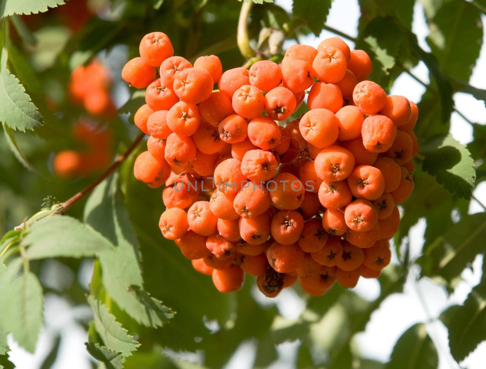 Rowan. Red mountain ash close-up