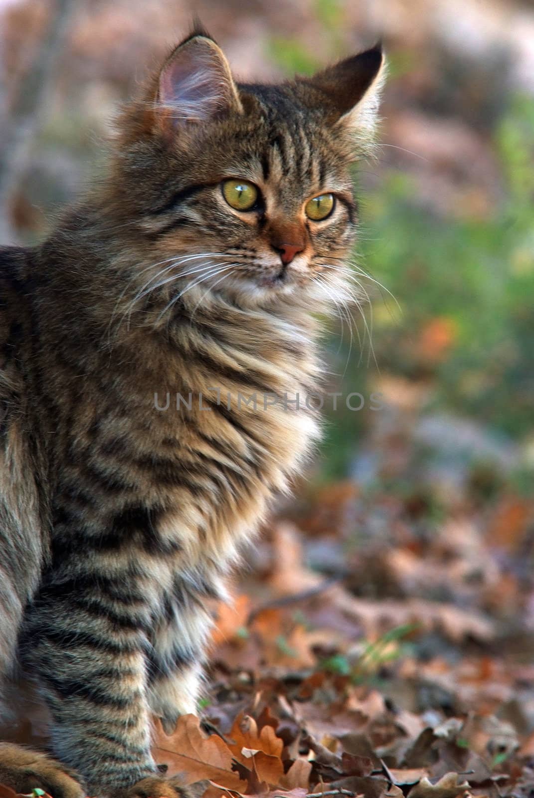 lovely street cat on foliage background