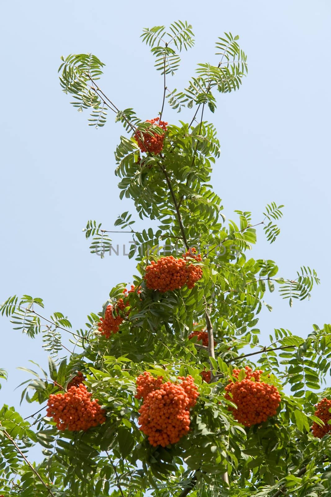 Rowan. Red mountain ash. Blue sky background.