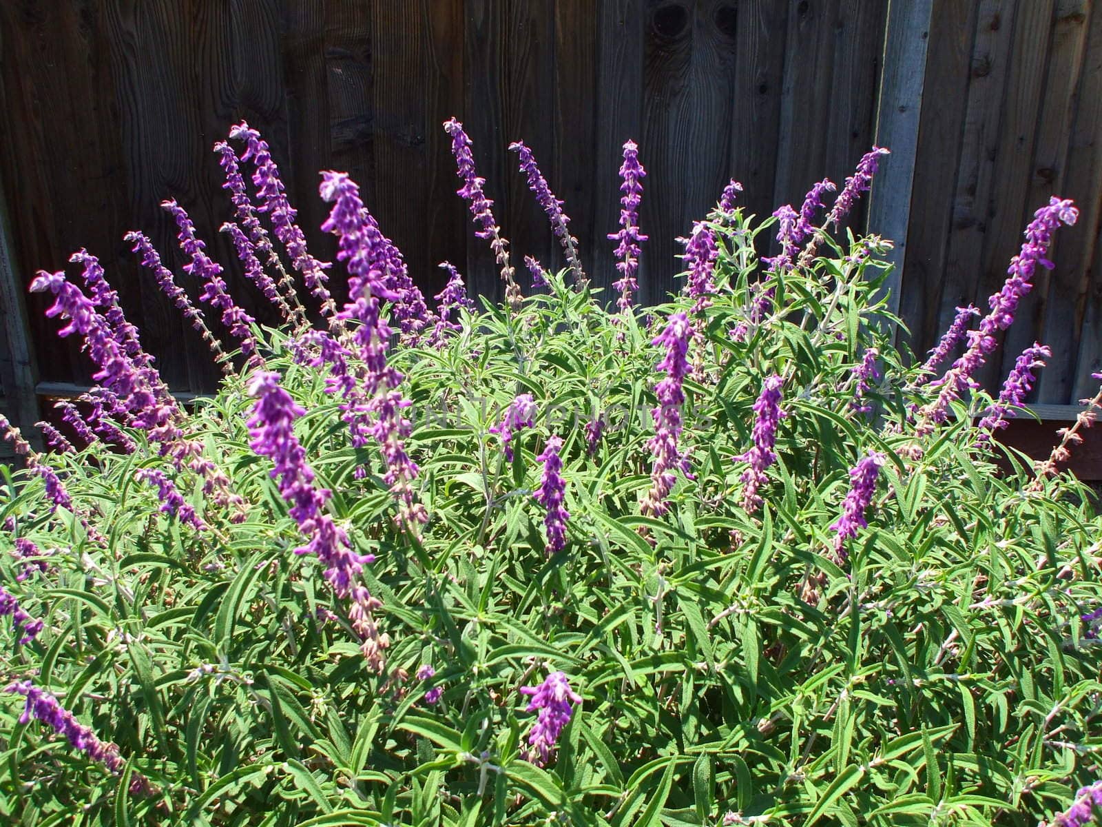 Ornamental shrub with purple flowers on a sunny day.
