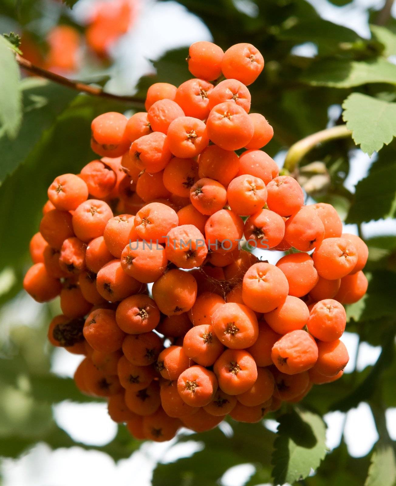 Rowan. Red mountain ash close-up