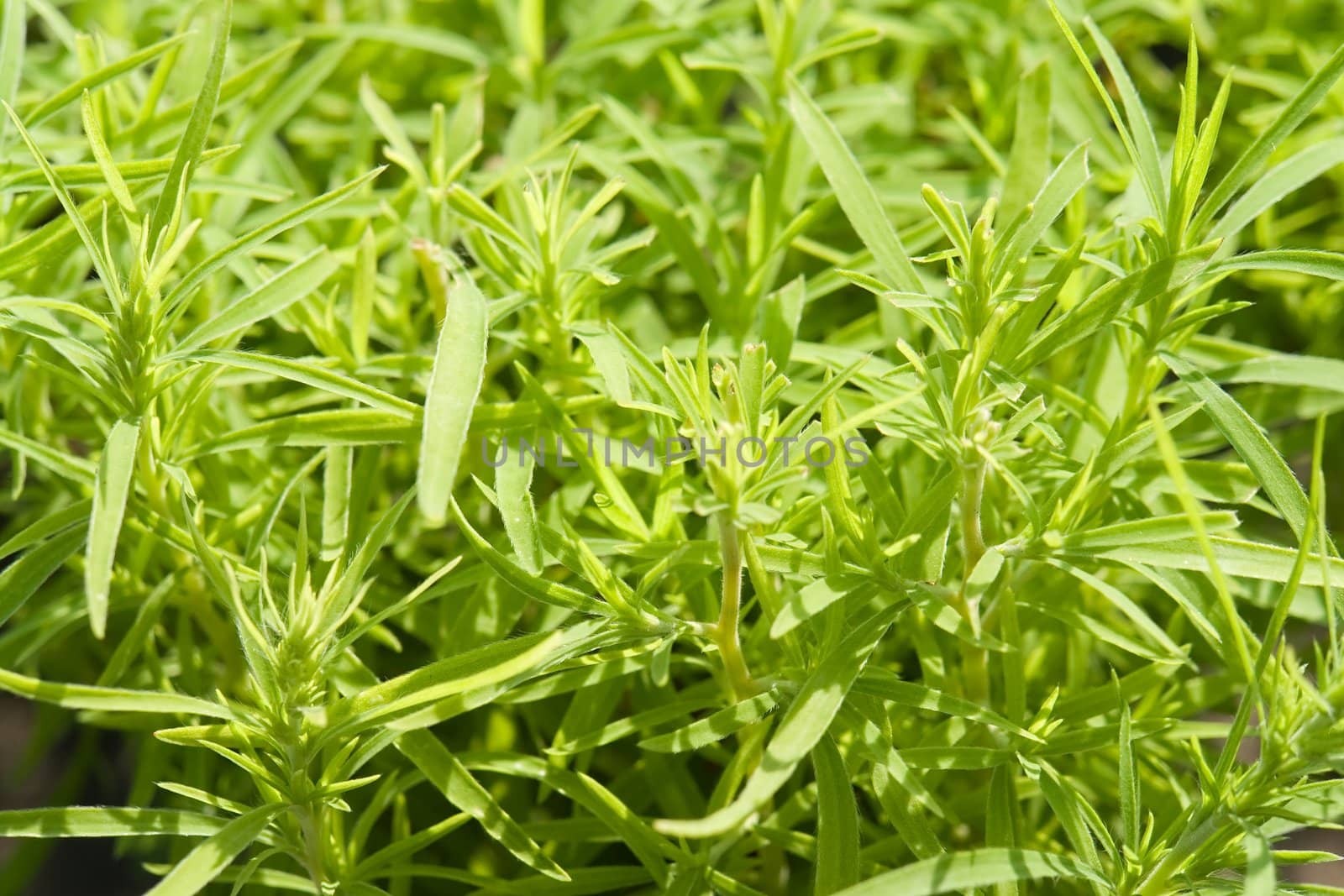 Texture. Juicy green leaves of meadow plants.
