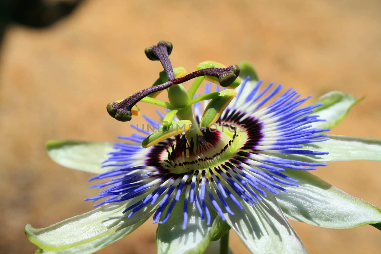 Close up of a passion flower.
