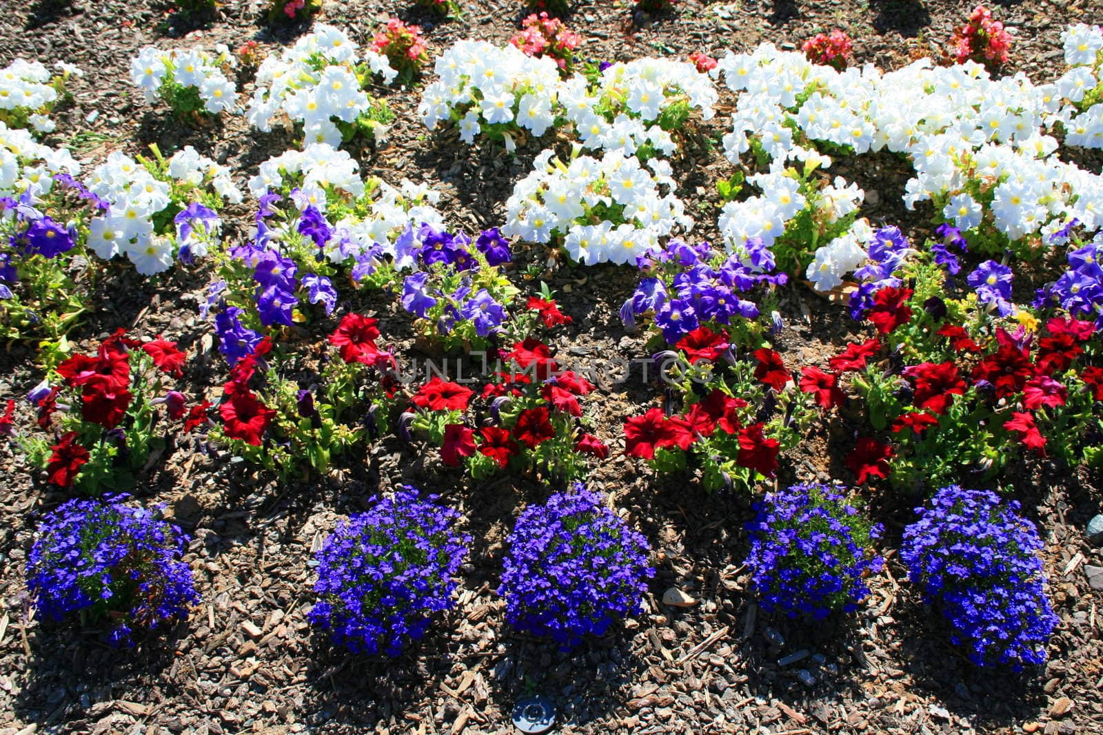Petunia and lobelia flowers on a sunny day.
