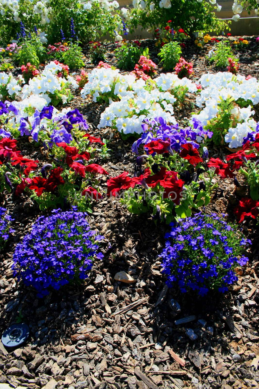 Petunia and lobelia flowers on a sunny day.
