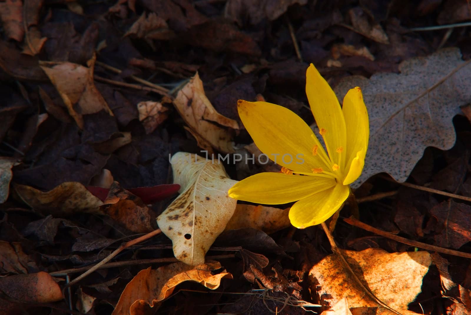 yellow daffodil autumn flower