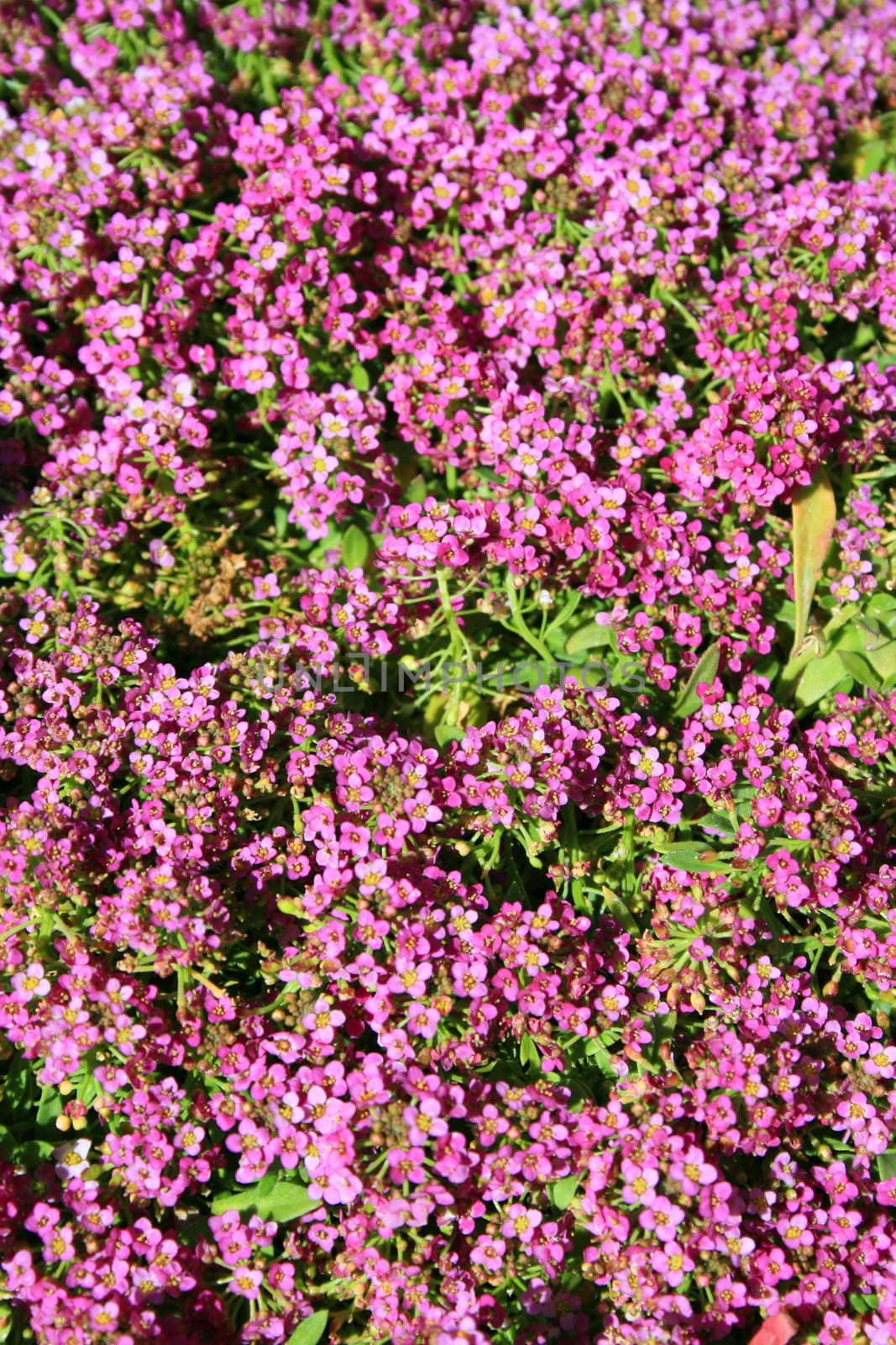 Pink allyssum flowers close up on a sunny day.
