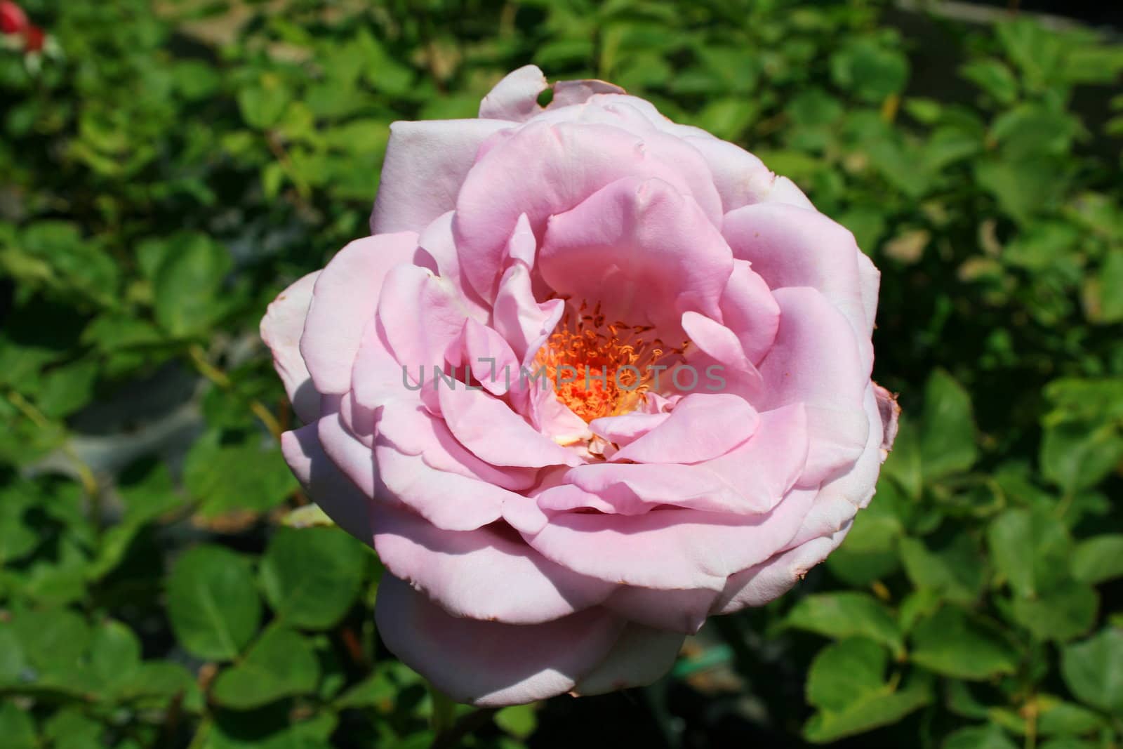 Pink Rose Flower by MichaelFelix