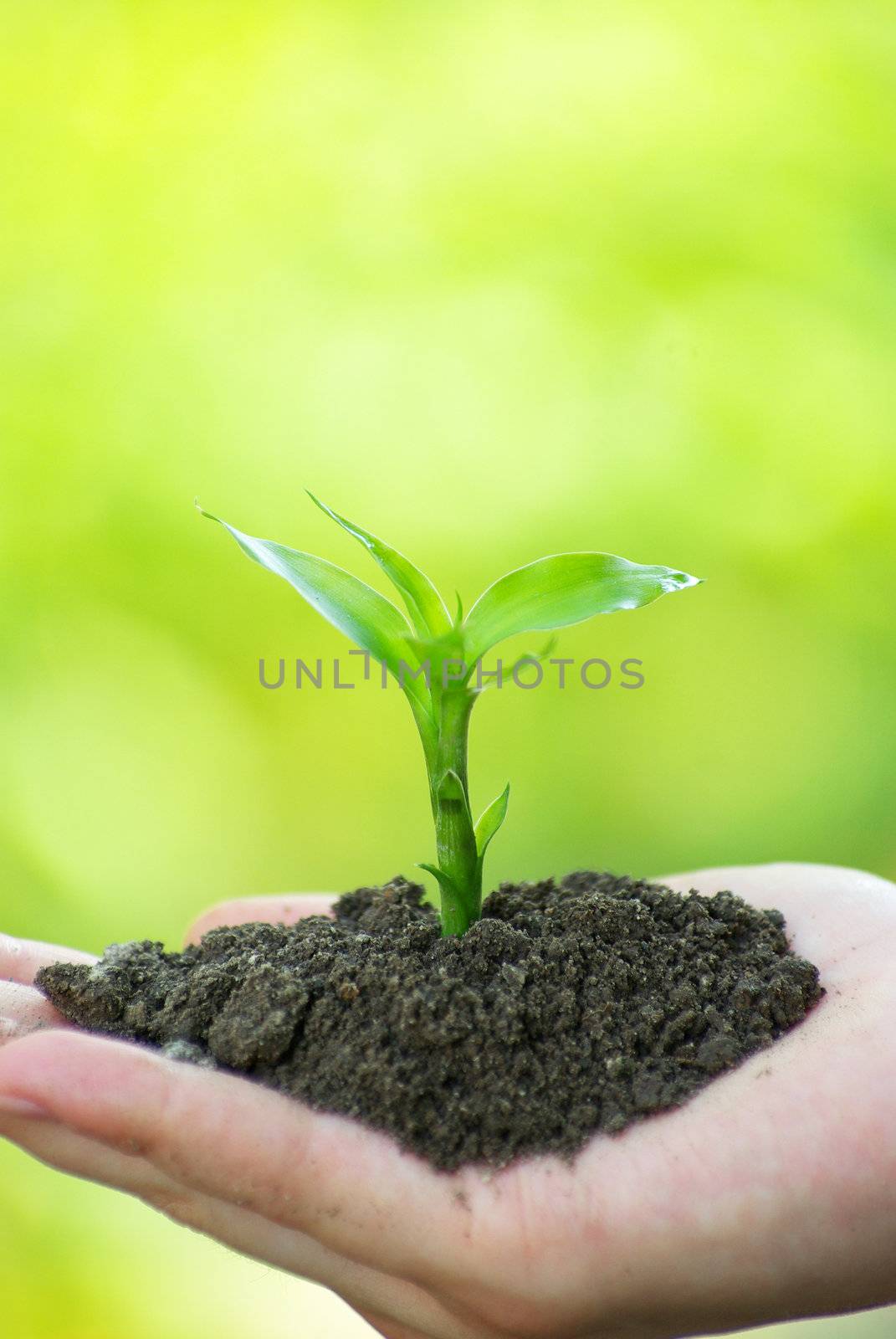 plant in the hand on green background