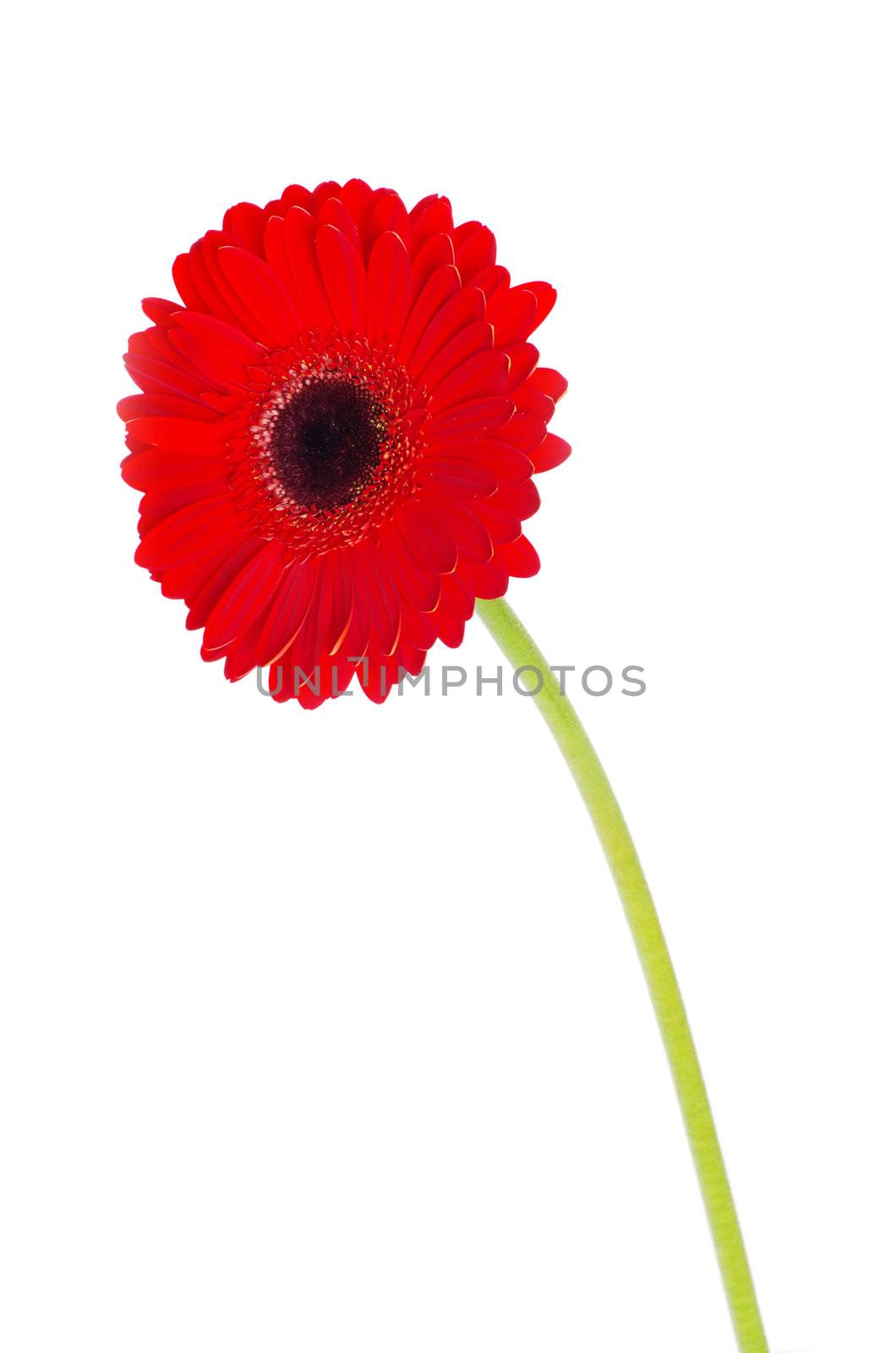 red gerbera flower closeup on white background