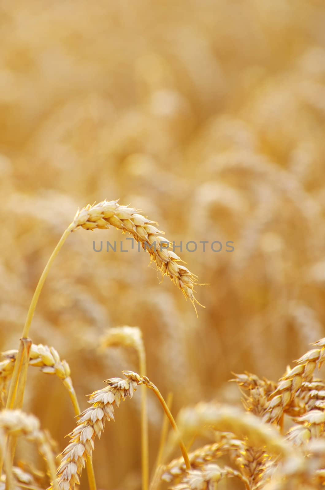  wheat field  by Pakhnyushchyy