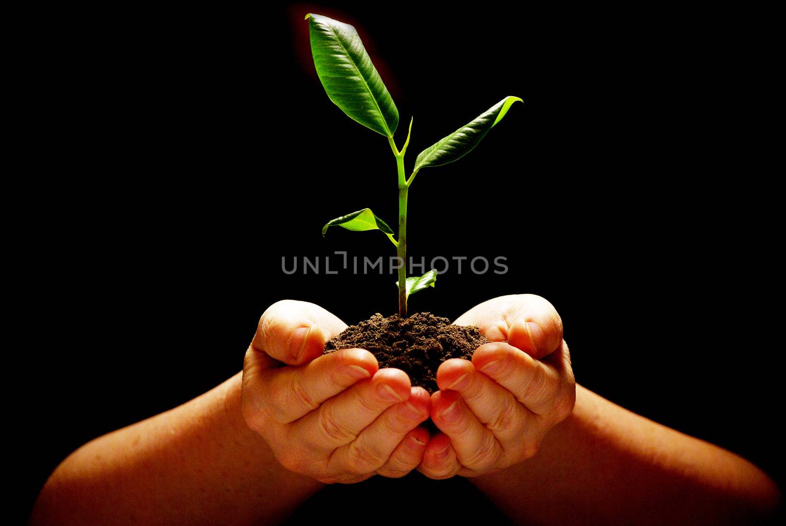 Hands holding sapling in soil on black