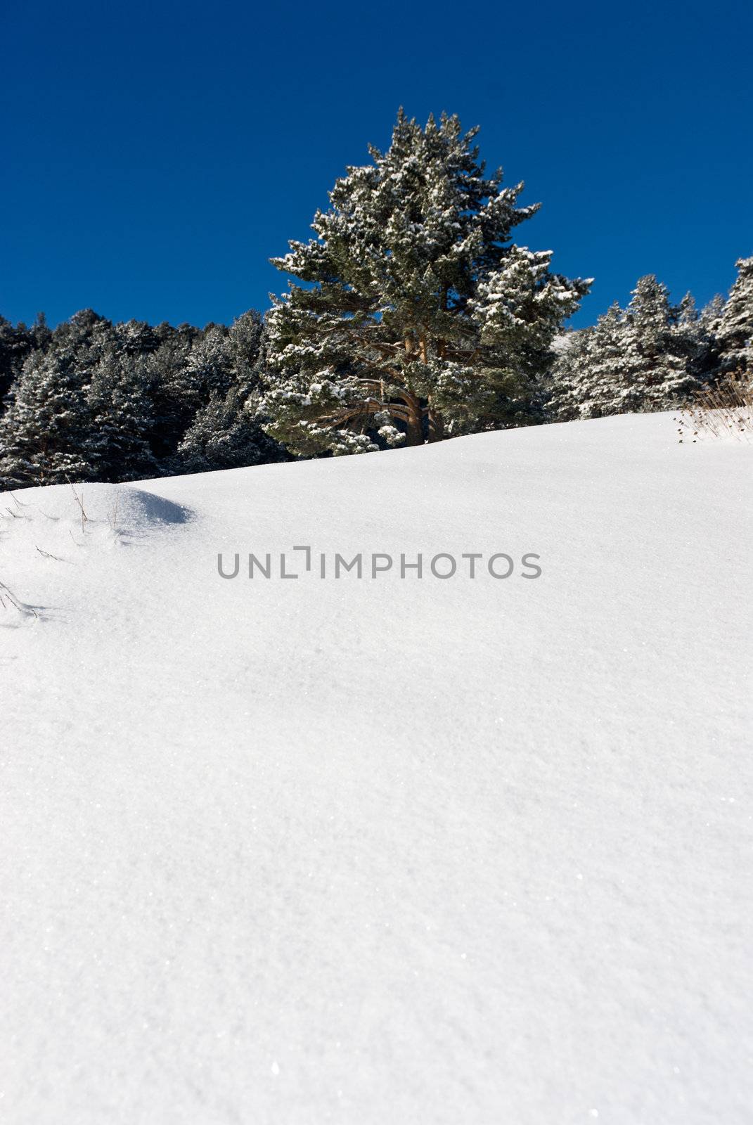 winter landscape snow tree seasonal copy space