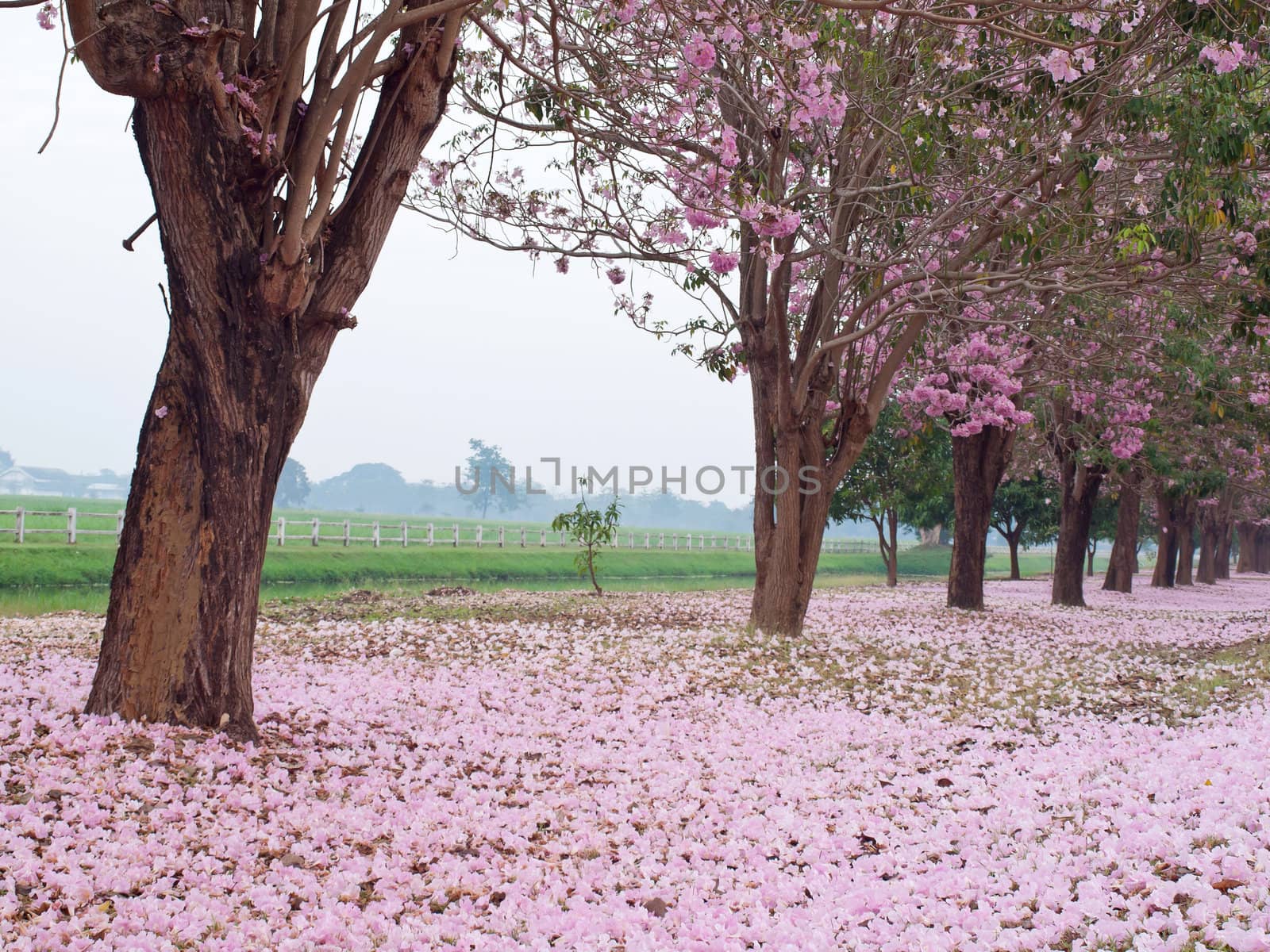 Pink trumpet tree blooming in countryside with farmland on backside(Tabebuia rosea, Family Bignoniaceae, common name Pink trumpet tree, Rosy trumpet tree, Pink Poui, Pink Tecoma)