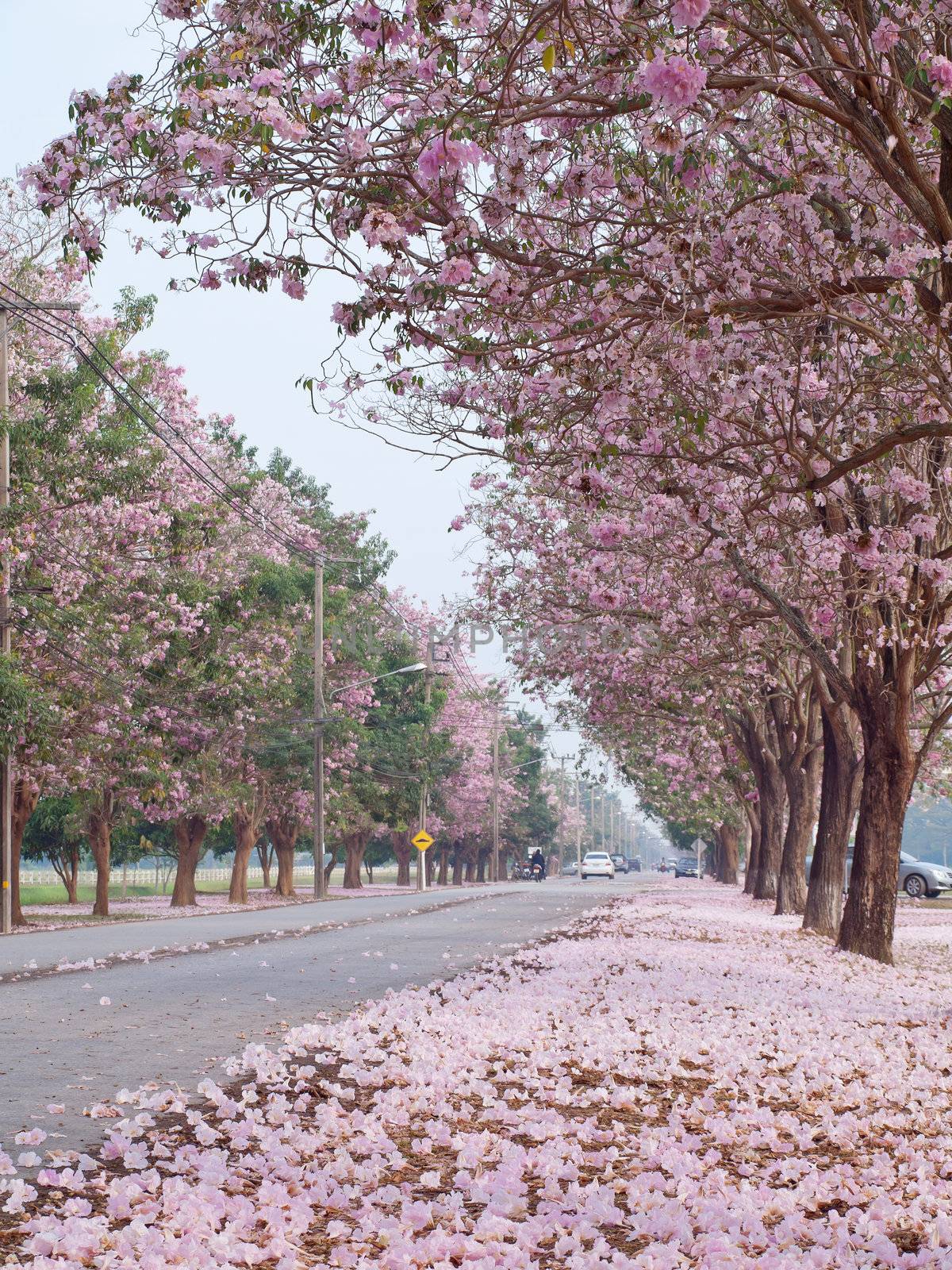 Pink trumpet tree blooming in countryside with road(Tabebuia rosea, Family Bignoniaceae, common name Pink trumpet tree, Rosy trumpet tree, Pink Poui, Pink Tecoma)