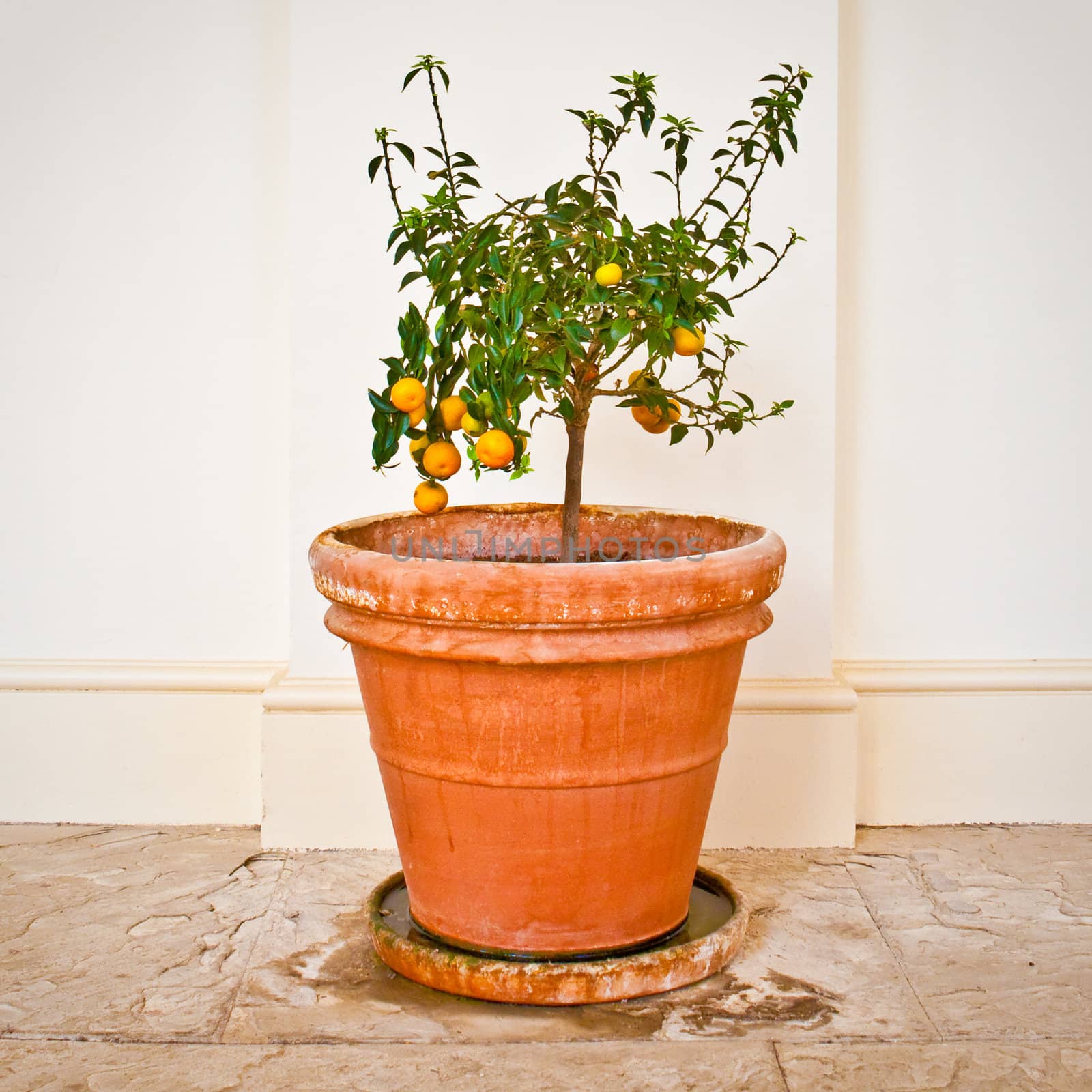 Nice grungy still life image of a citrus plant