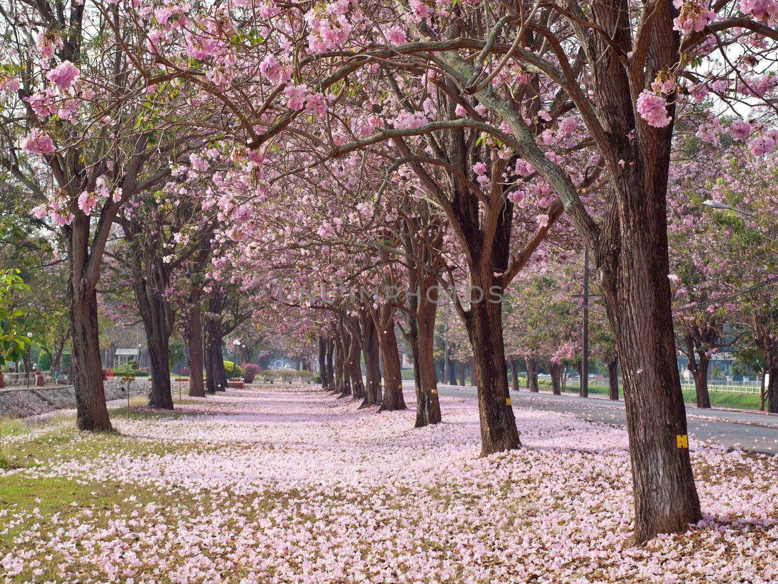 Pink trumpet tree blooming in countryside with road(Tabebuia rosea, Family Bignoniaceae, common name Pink trumpet tree, Rosy trumpet tree, Pink Poui, Pink Tecoma)