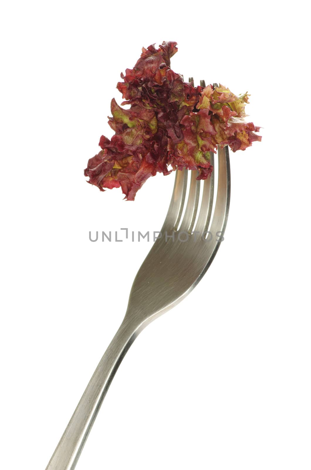  salad on fork isolated on white
