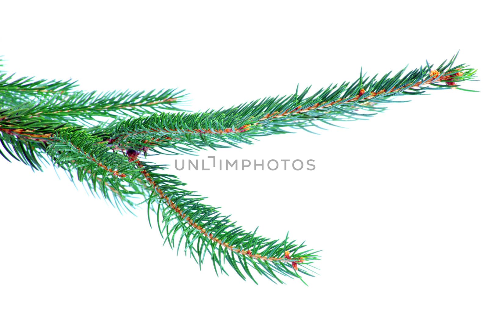fir tree branches christmas decoration on white