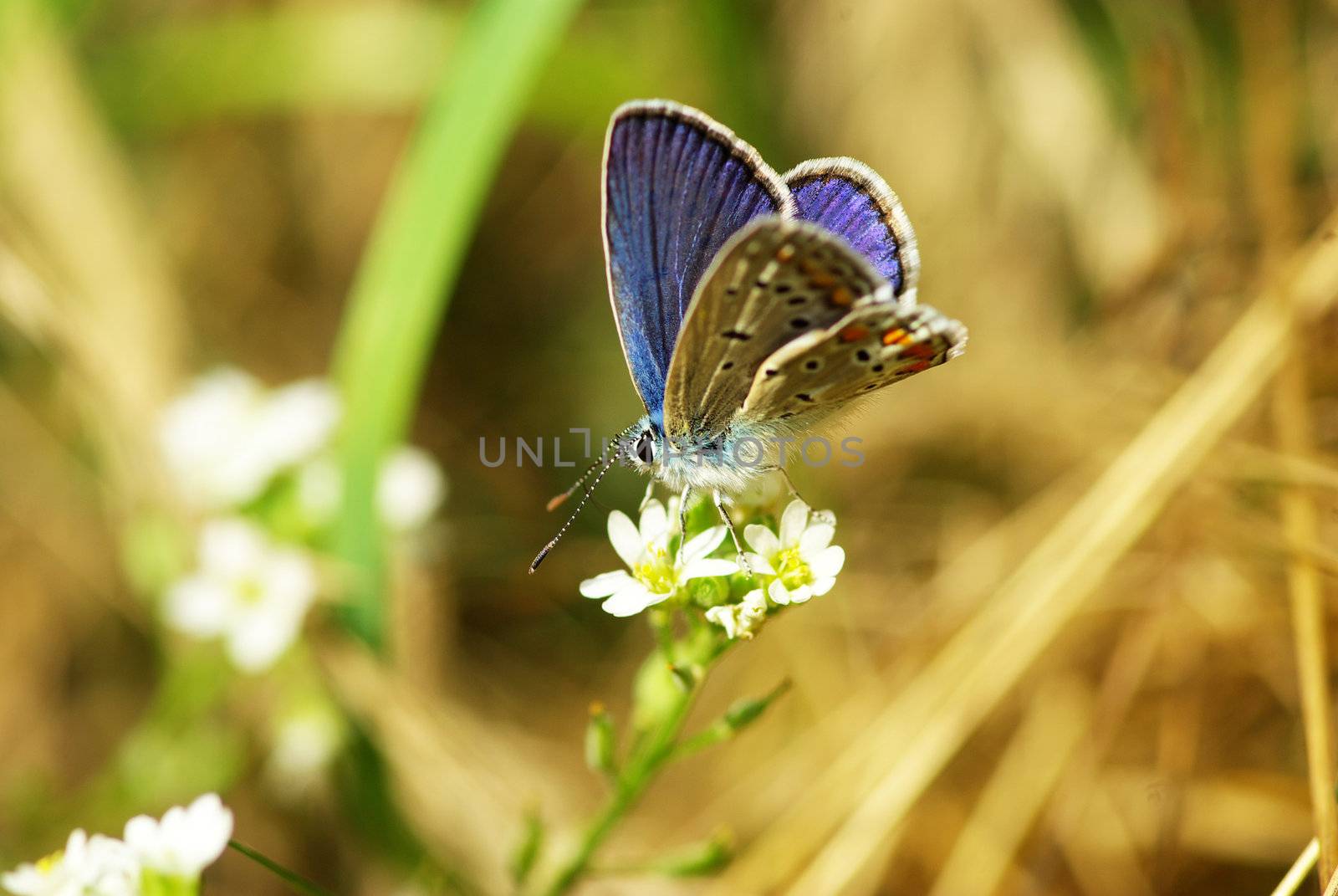  butterfly on a green leaf